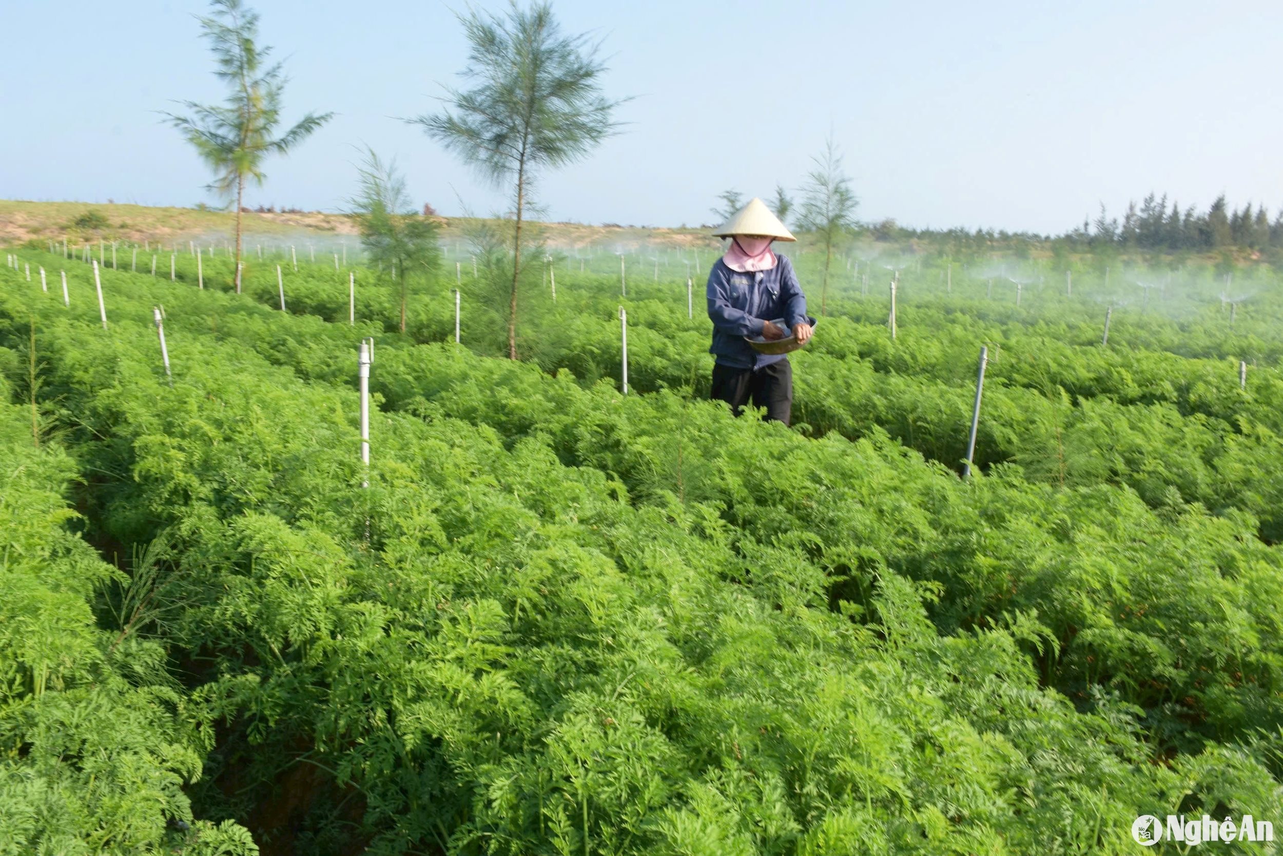 Thời tiết nắng ấm, người dân vùng trồng rau màu ở Quỳnh Lưu đang tập trung chăm sóc các loại rau cao cấp để cung ứng thị trường cuối năm: su hào, bắp cải, cà rốt… Ảnh: Thanh Phúc