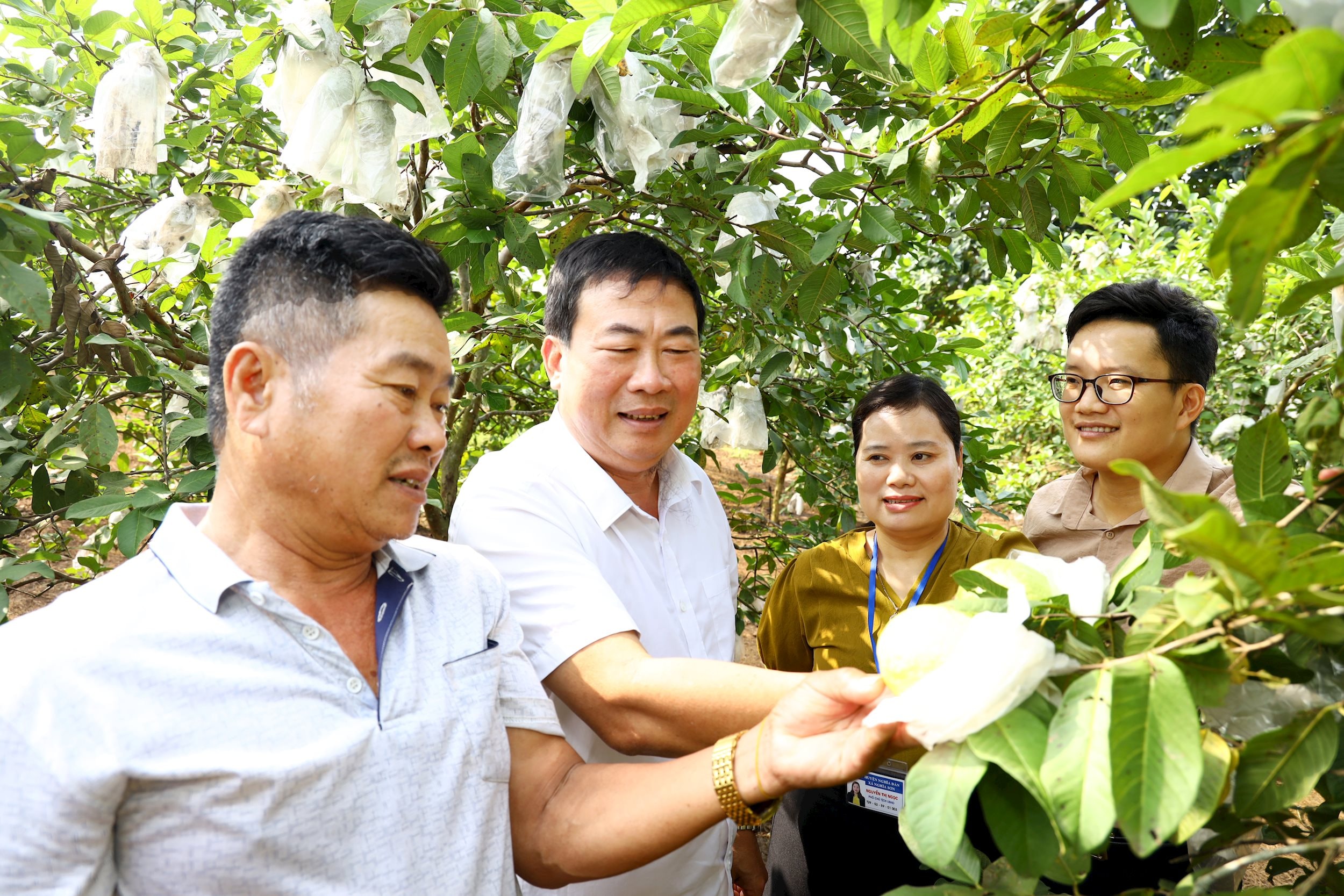 Lãnh đạo xã Nghĩa Sơn- Nghĩa Đàn thăm mô hình trồng ổi trên địa bàn. Ảnh Nguyên Nguyên