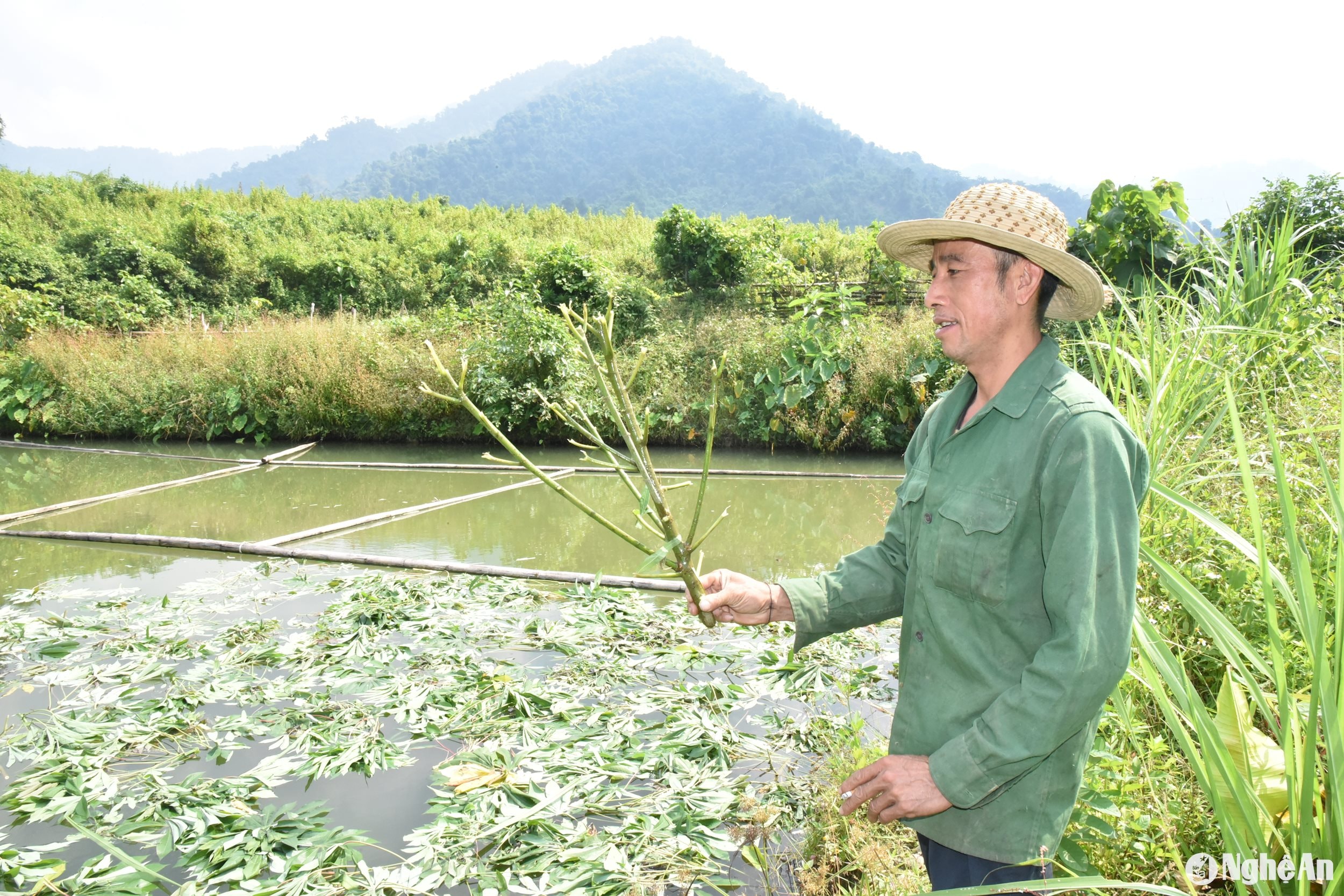 Ông Lê văn ạng bả Na Kho xã Nga My tận dụng cây lá rừng nuôi cá ao ảnh Hoài Thu