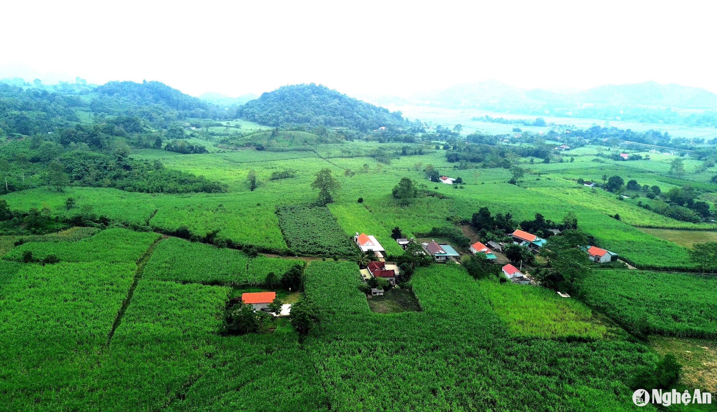 Cánh đồng mía bát ngát của xã Giai Xuân, huyện Tân Kỳ. Ảnh: Xuân Hoàng