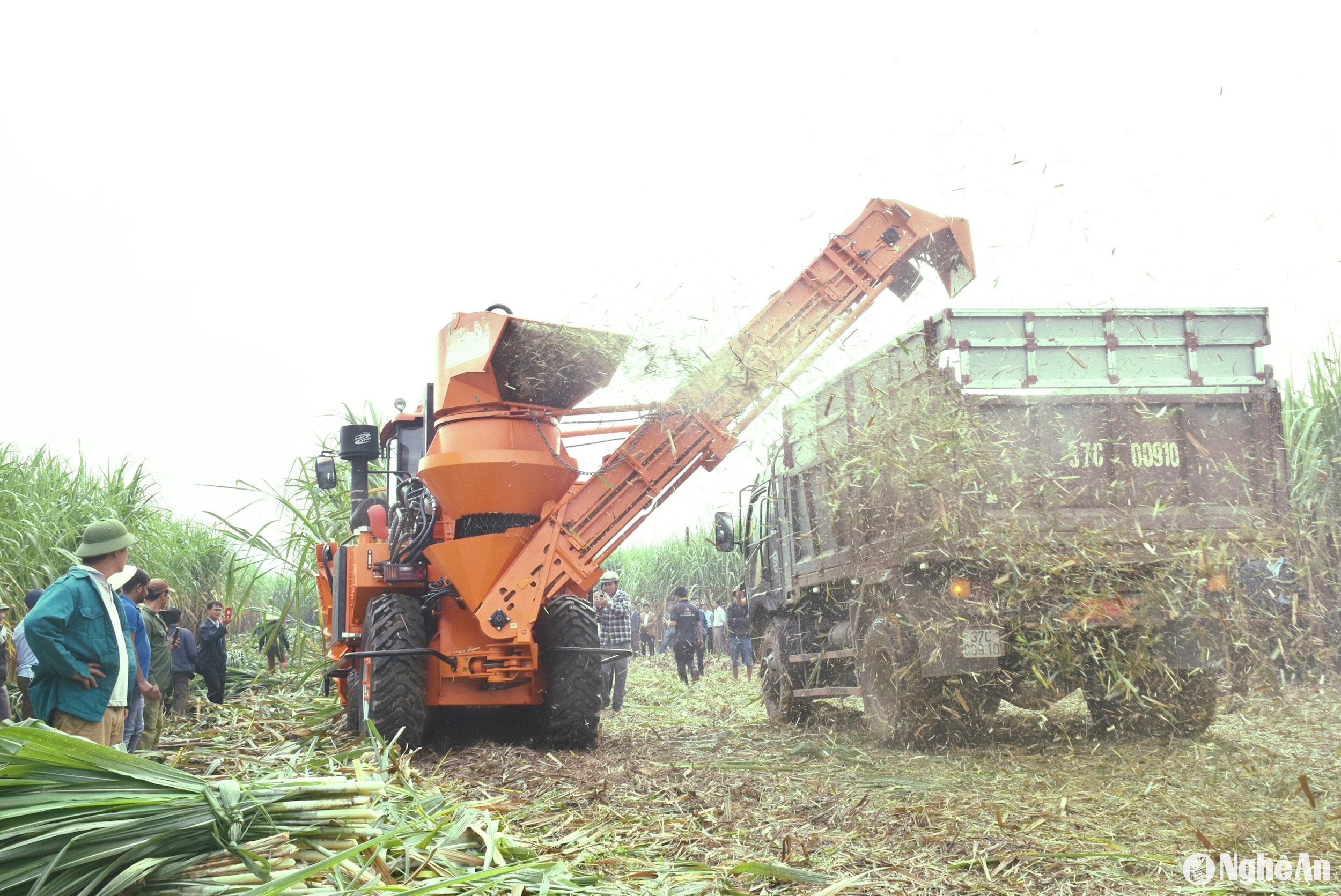 Những năm gần đây, Công ty CP Mía đường Sông Con đẩy mạnh cơ giới hóa vào sản xuất, thu hoạch mía nguyên liệu. Ảnh: Xuân Hoàng