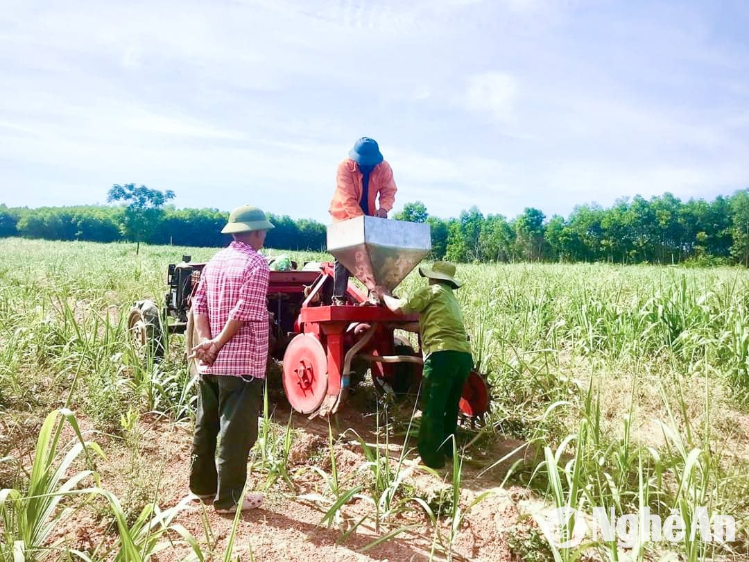  Cấp uỷ, chính quyền xã Nghĩa Khánh (huyện Nghĩa Đàn) lãnh đạo, chỉ đạo đưa giống mía mới vào sản xuất. Ảnh- Mai Hoa