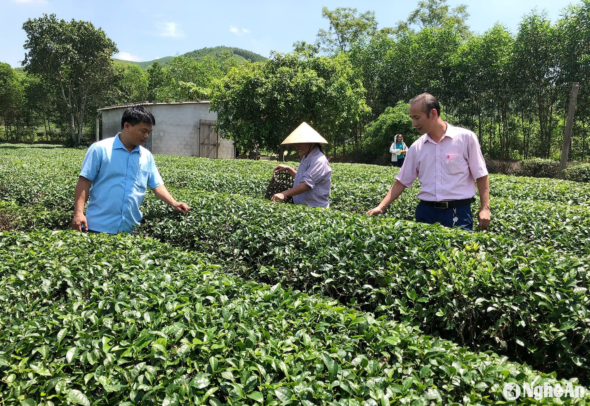 chè thanh mai, thanh chương ảnh thu huyền