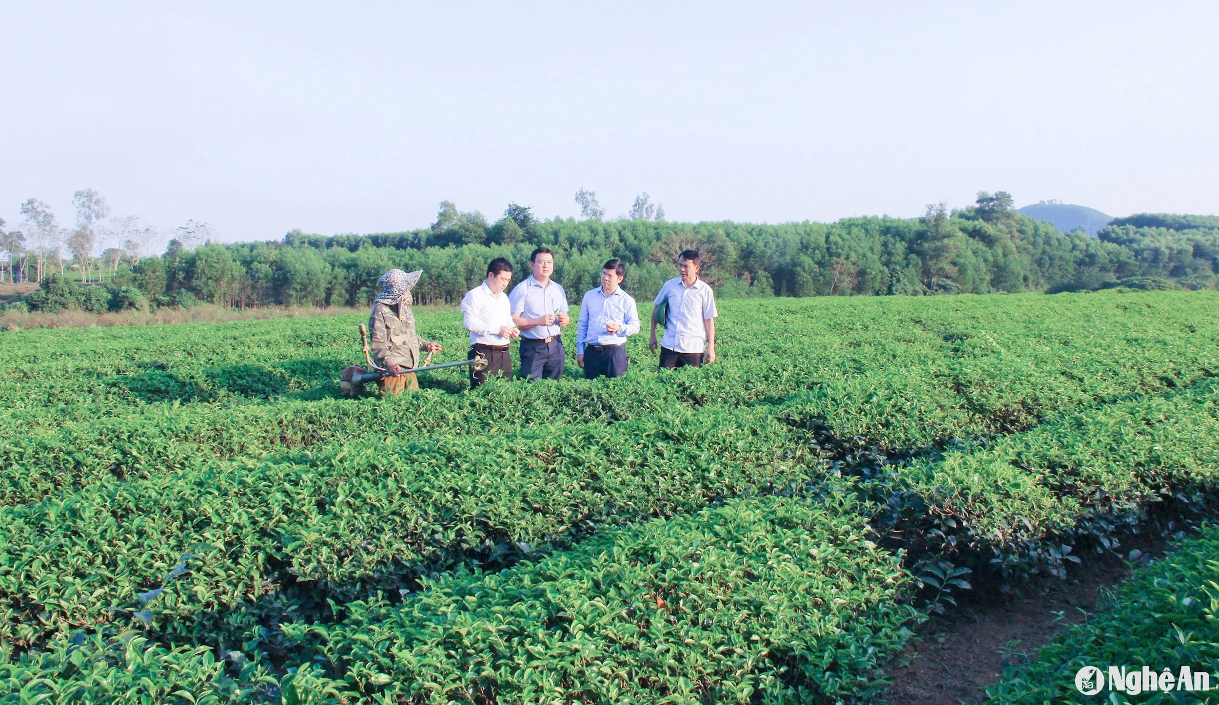 Huỵện Thanh Chương hiện có hơn 4.800 ha chè được định hướng chuyển sang sản xuất hữu cơ. Ảnh Mai Hoa