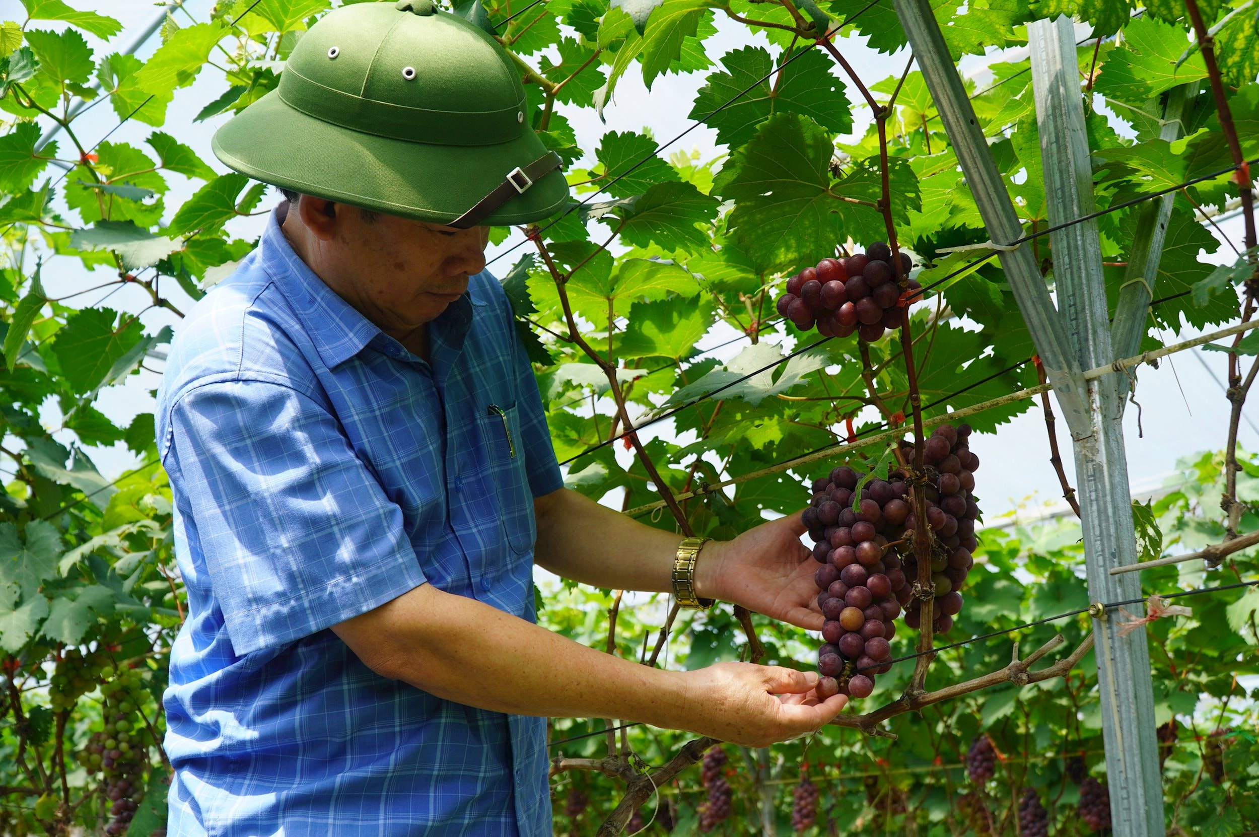 Xung quanh hồ đã có những mô hình cây ăn quả thu hút du khách tham quan. Ảnh: Mai Giang