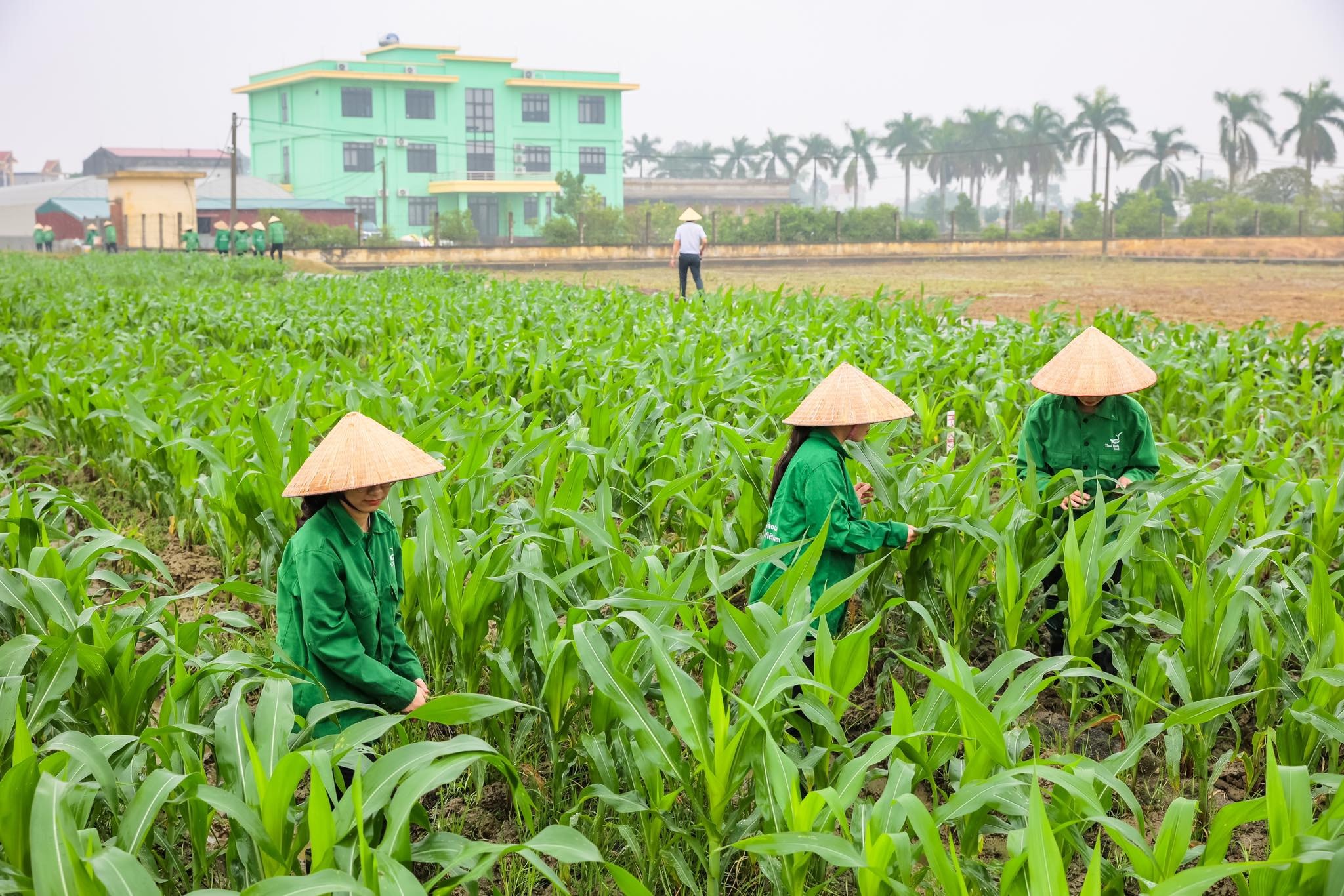 Các kỹ sư nghiên cứu giống ngô ngoài đồng/ Ảnh: P.V