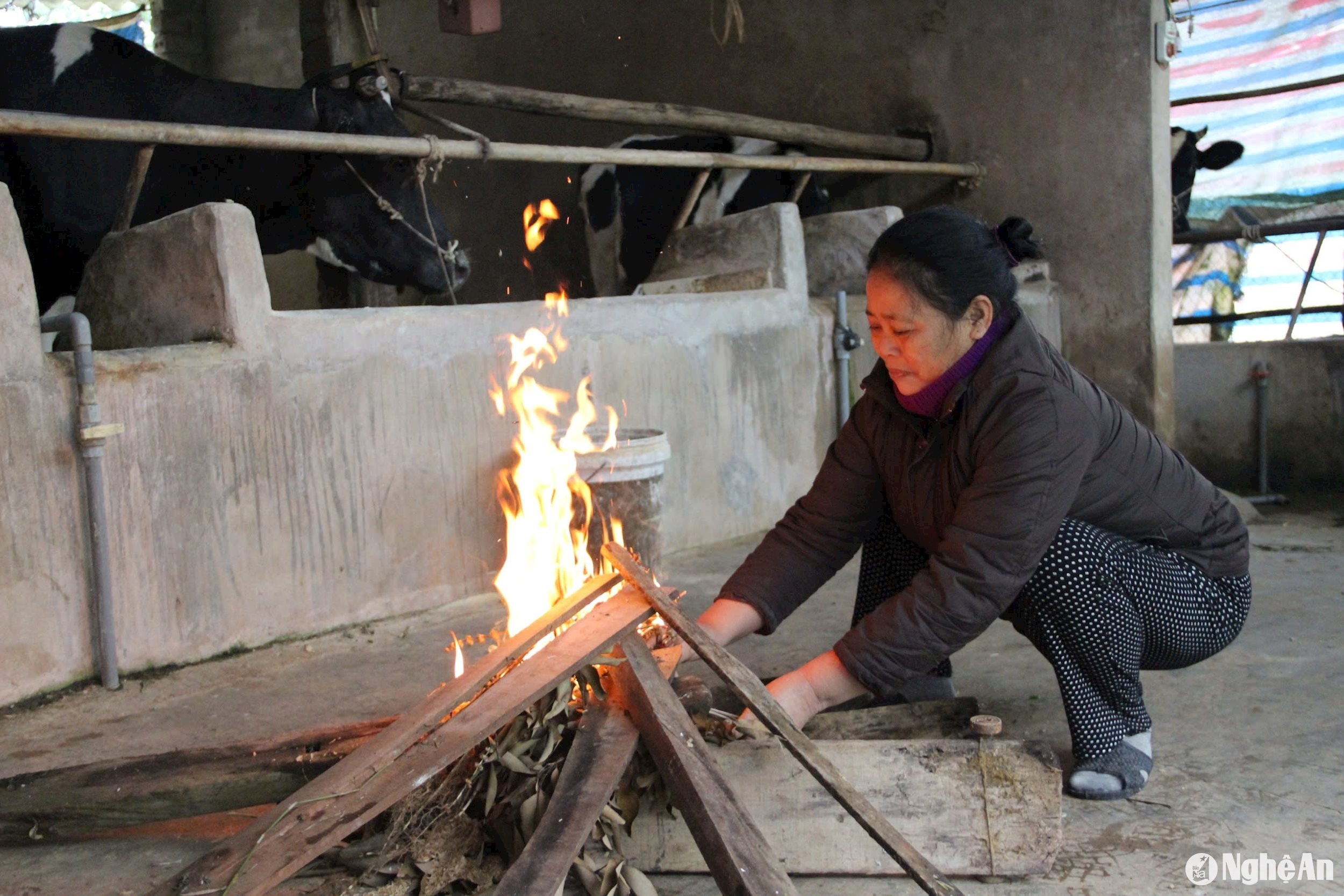 Đốt củi sưởi ấm cho đàn vật nuôi là một trong những giải pháp phòng, chống rét hiệu quả ở vùng cao. Ảnh: Quang An