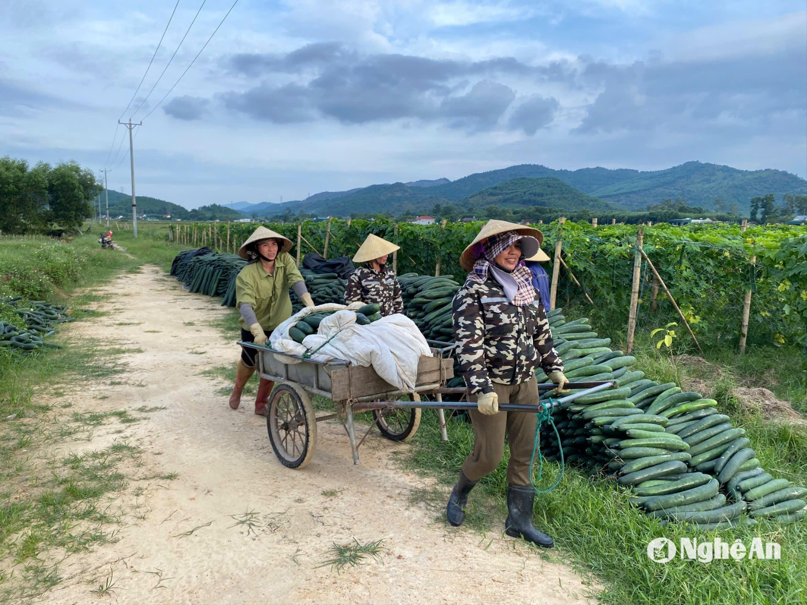 Trồng bí theo chuẩn VietGAP ở Viên Thành, Yên Thành.