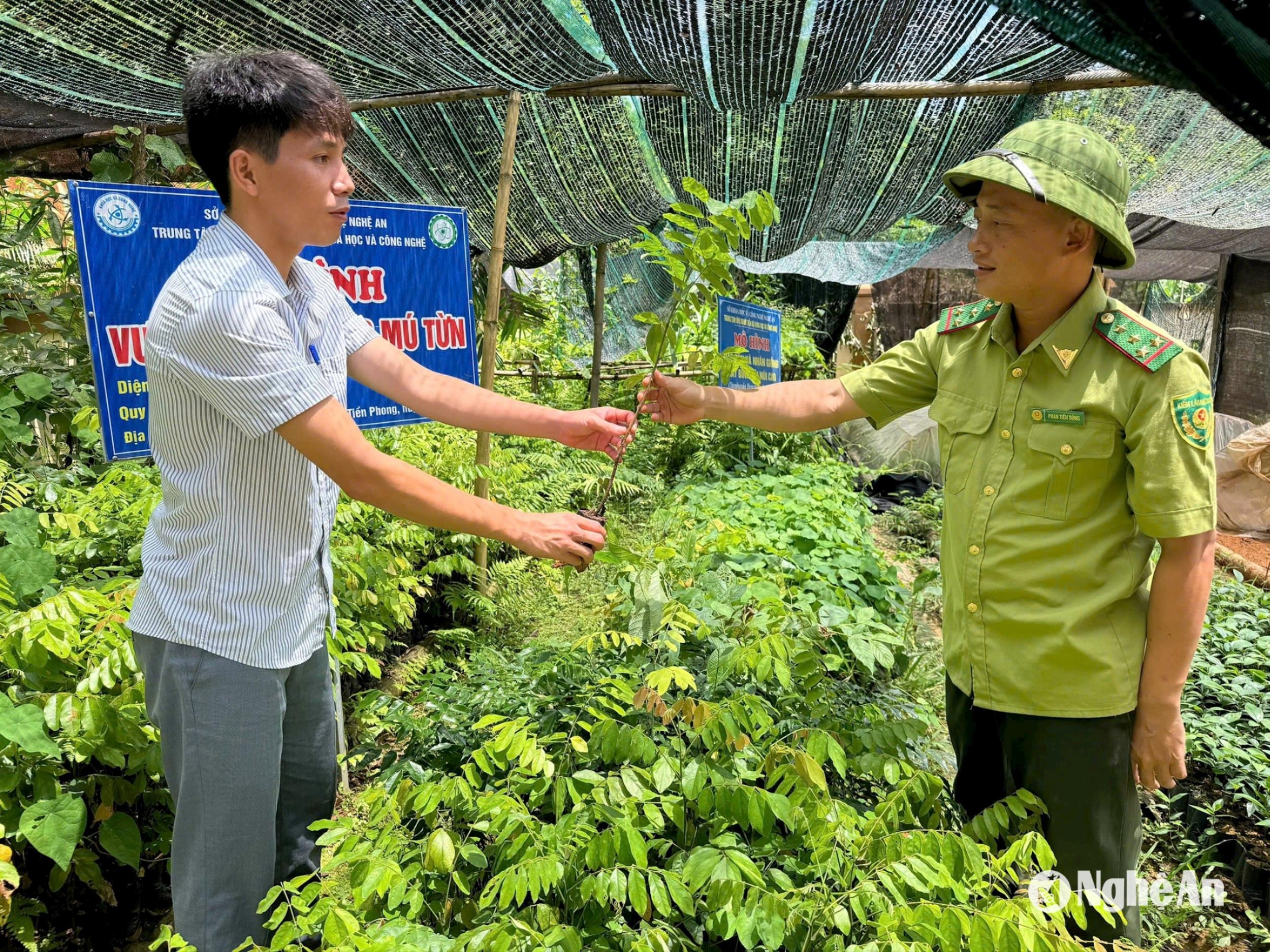 vuon-uom-cay-mu-tun-o-khu-bao-ton-thien-nhien-pu-hoat-que-phong-.-anh-van-hai(1).jpg