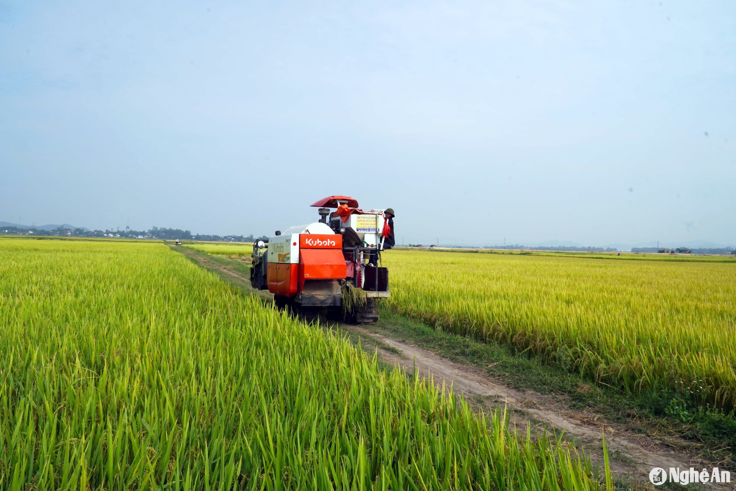 Sản xuất lúa tại Đô Lương. Ảnh- Phú Hương