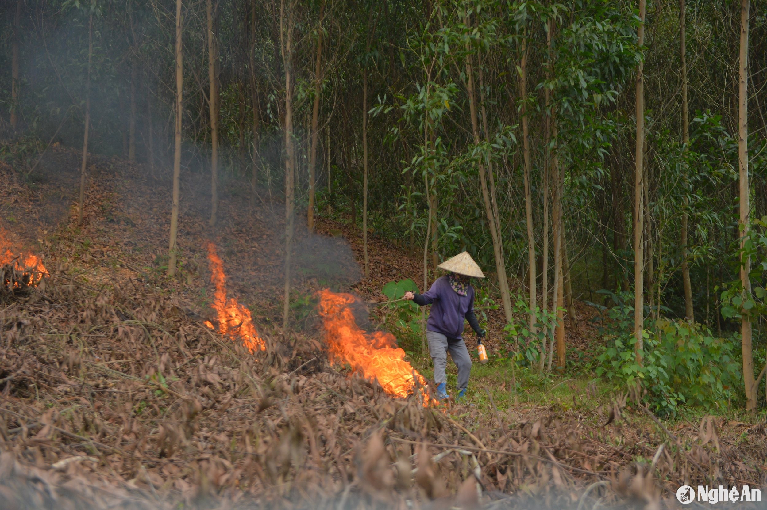 Một người dân ở xã Tiến Thành, Yên Thành cho biết thêm: Đốt thực bì để dọn sạch vườn rừng để trồng keo sẽ nhanh hơn, đỡ được chi phí để thuê nhân công thu dọn. Ảnh: Hải An