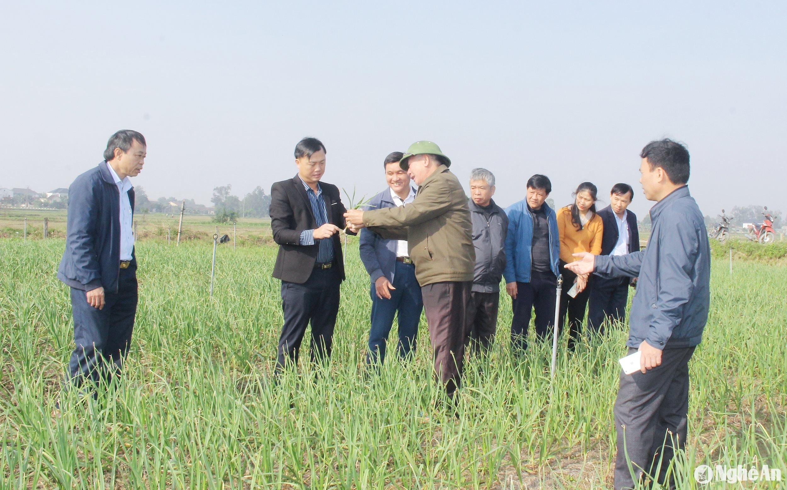 Lãnh đạo huyện kiểm tra mô hình trồng tỏi đen tại xã Hưng Tân. Ảnh Mai Hoa