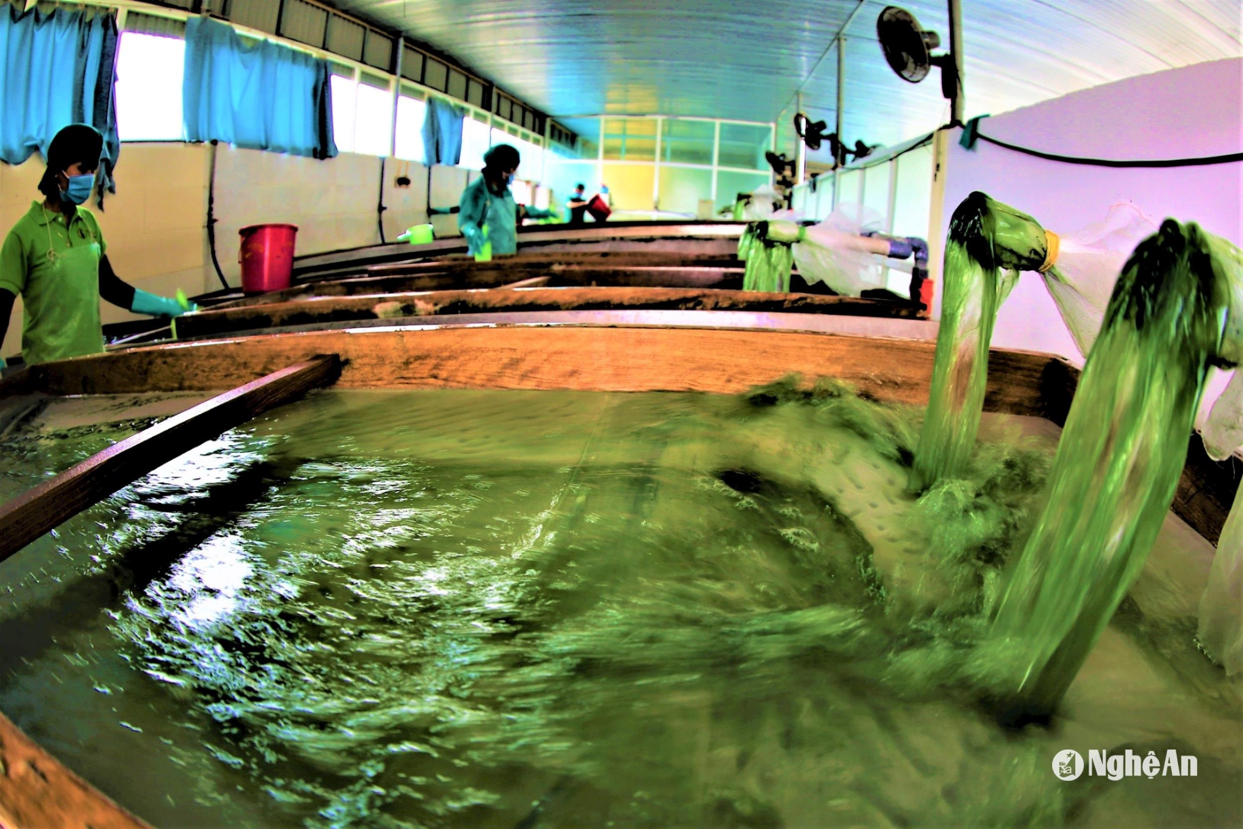 uploaded-huutuanbna-2021_10_09-_bna_6_thu_hoach_sinh_khoi_tao_spirulina9284725_9102021(1).jpg