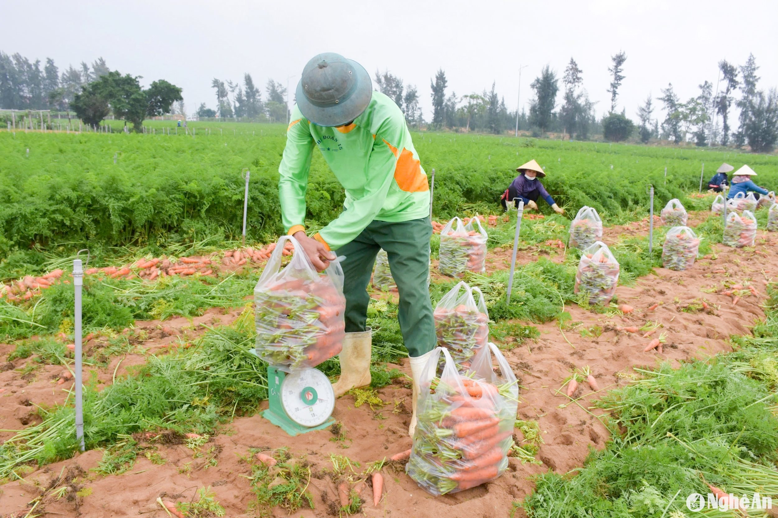 mua tận ruộng