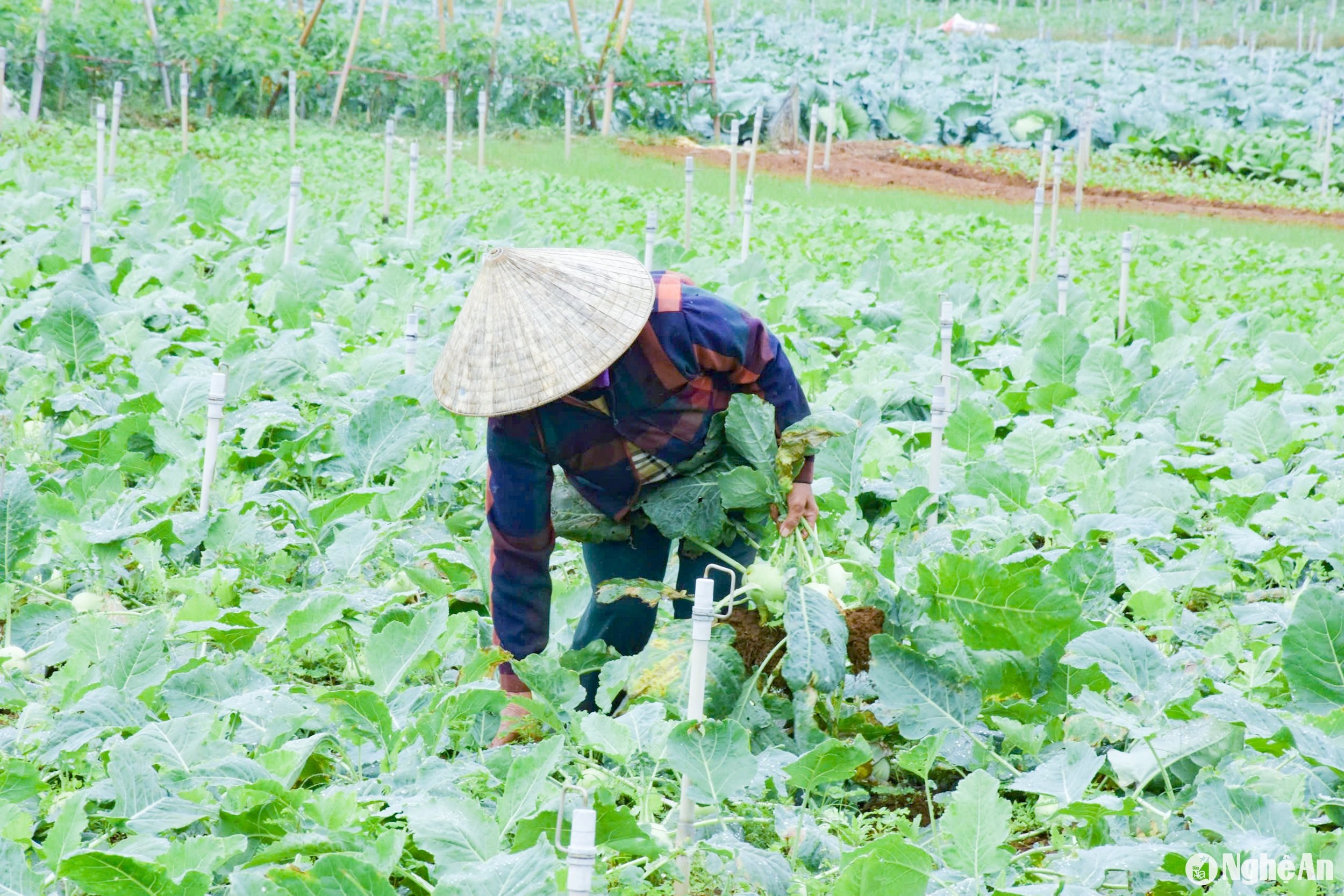 nhổ su hào