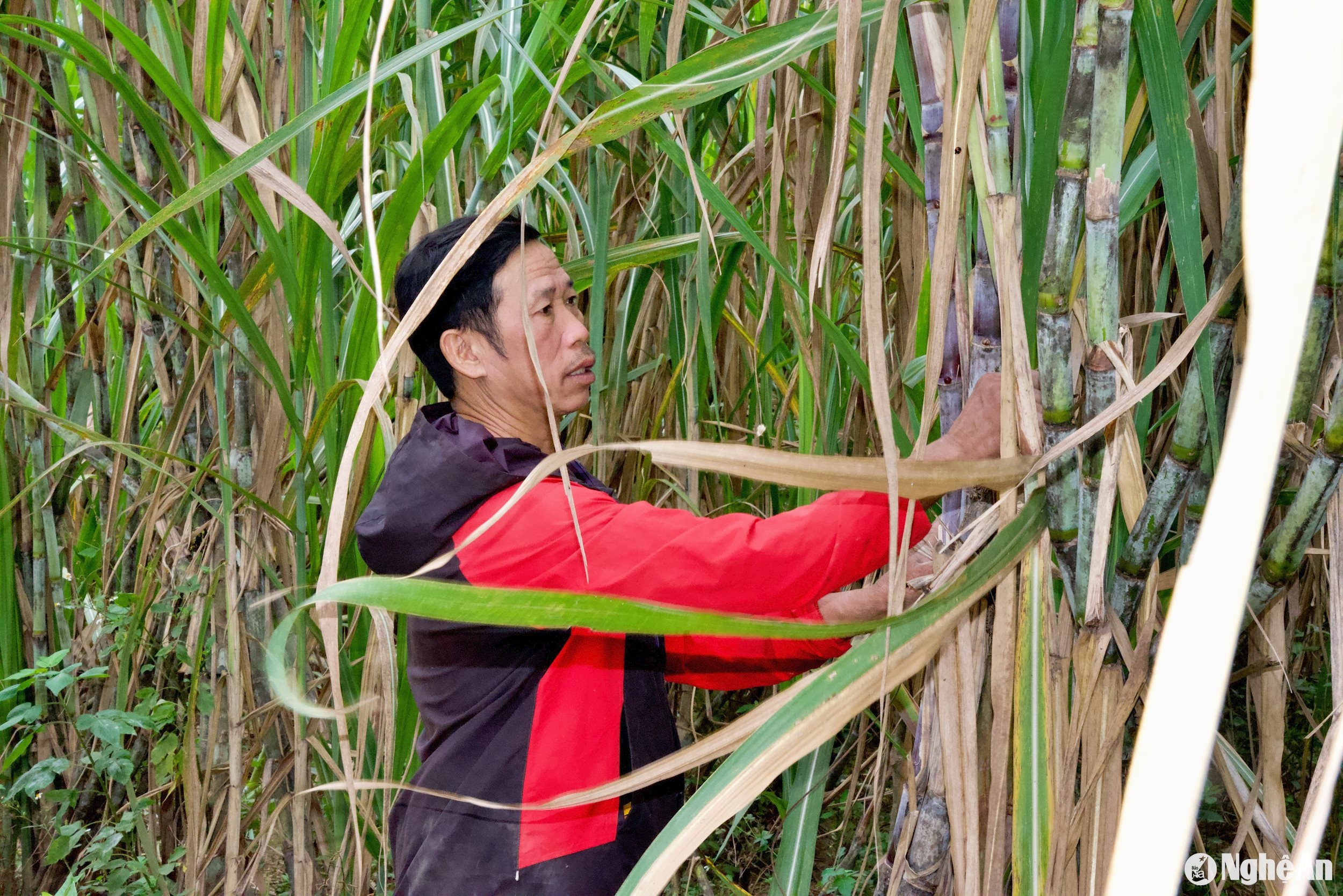 Đây là mùa đầu tiên ông La Tuấn Ba trồng mía trên đỉnh núi 