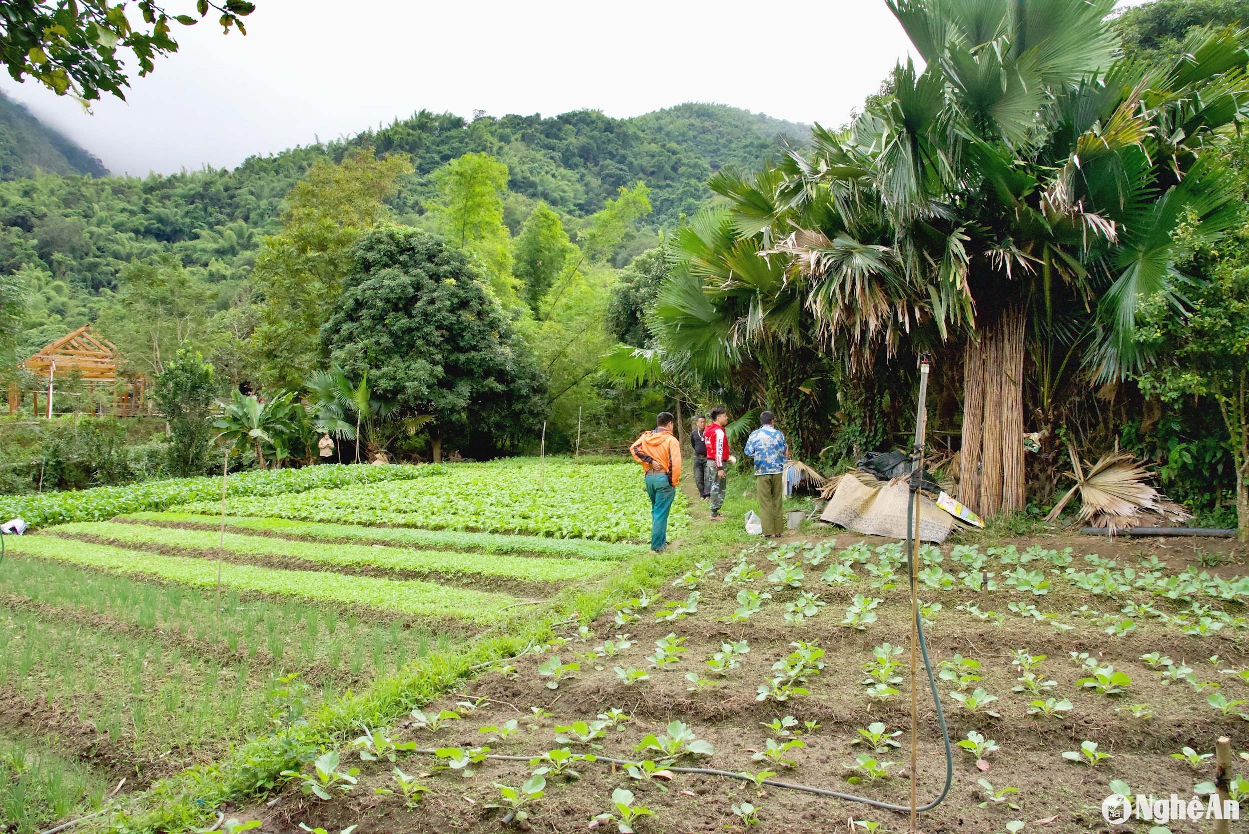 Ngoài ông La Tuấn Ba còn nhiều hộ khác trồng trọt chăn nuôi trên vùng đồi núi ở Hoà Sơn Tà Cạ Ảnh Hoài Thu