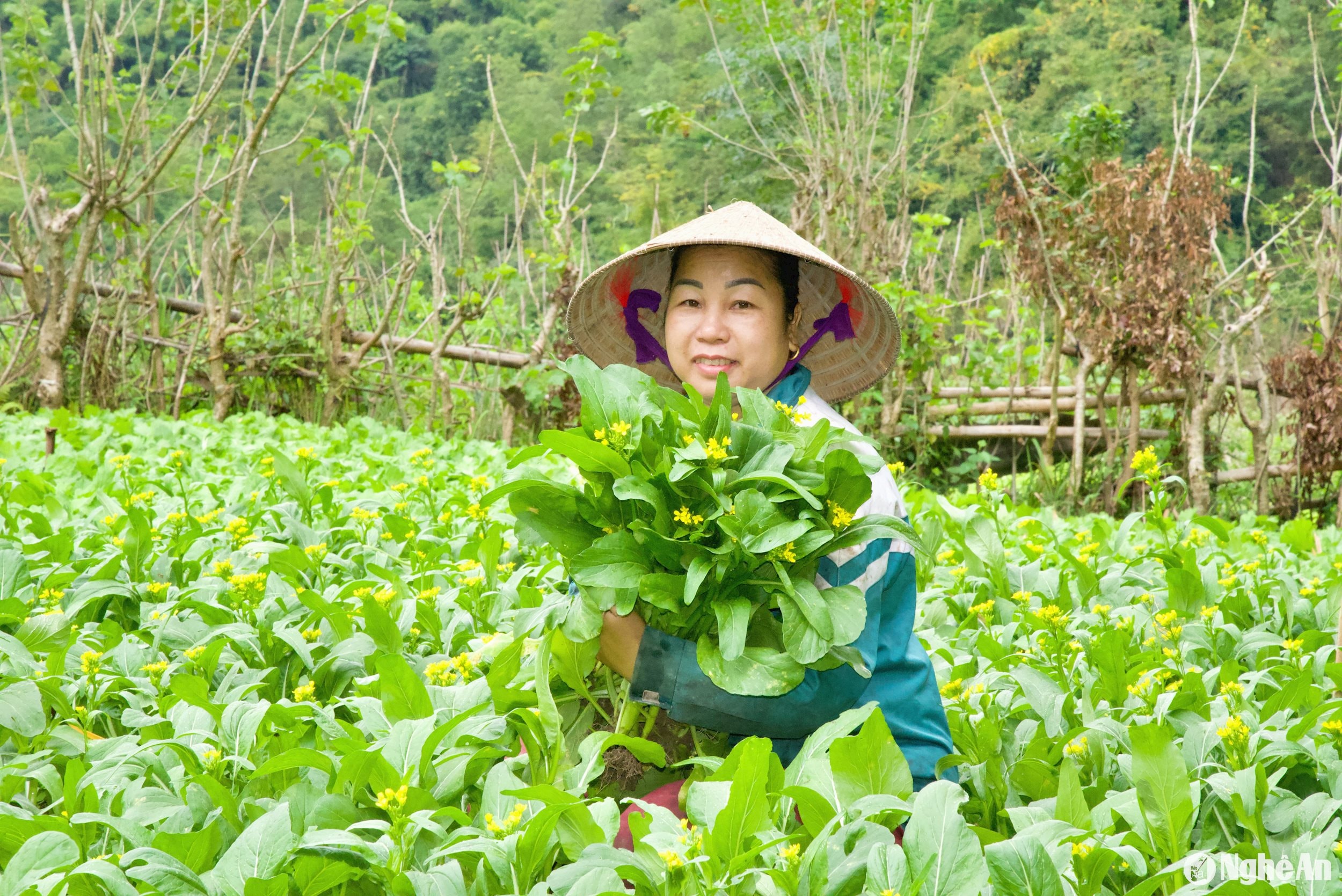 Nhiều hộ gia đình có thu nhập cao từ chăm chỉ lao động trồng rau sạch tại bản Ảnh Hoài Thu