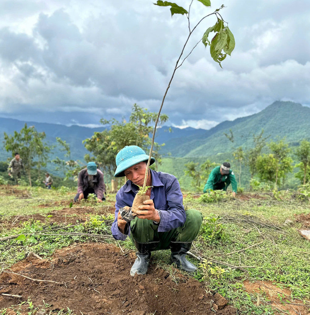 Người dân xã Phà Đánh được thụ hưởng mô hình hỗ trợ cây dược liệu, cây lâm sản ngoài gỗ triển khai trồng cây giống. Ảnh HT