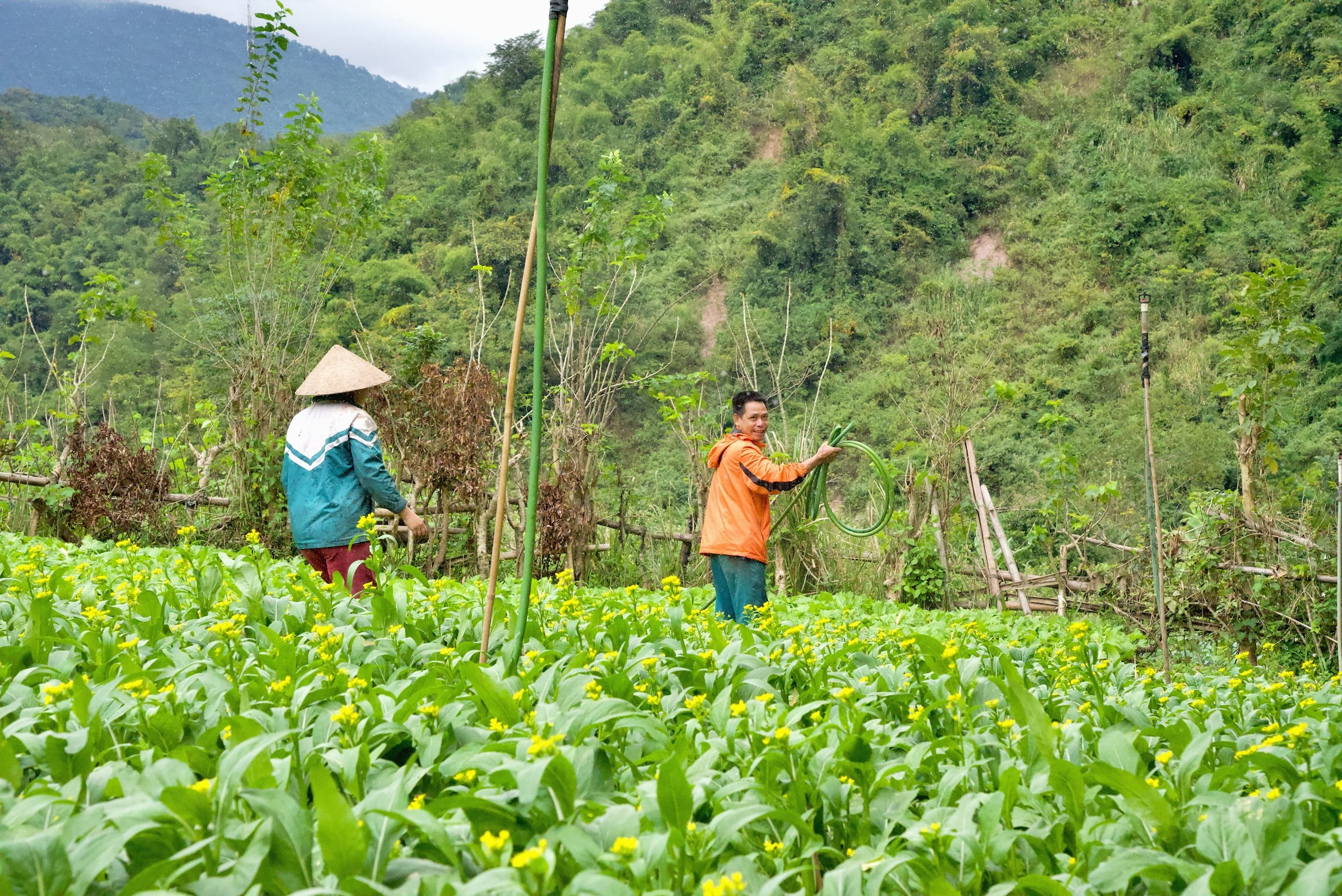 Nhiều hộ gia đình có thu nhập hàng trăm triệud odonfg mỗi năm từu trồng rau sạch