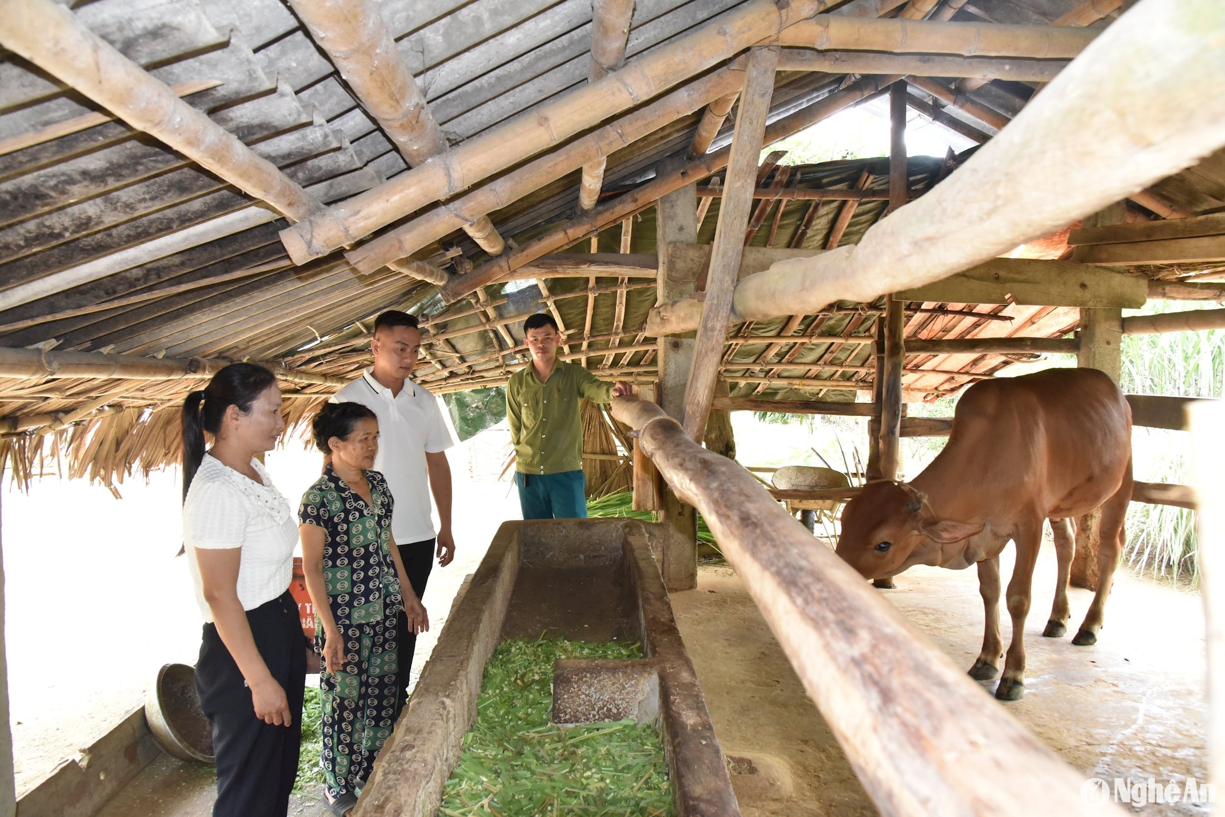 Bò giống sinh kế phát triển tốt. Ảnh: PV