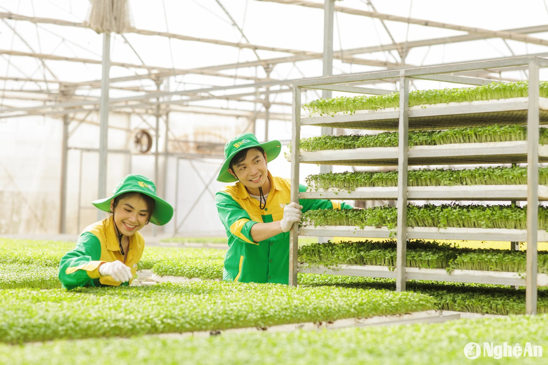 Các công nhân tại WinEco đang tất bật thu hoạch những luống rau mầm xanh ươm sau quá trình vun trồng với quy trình nghiêm ngặt “3 kiểm soát - 4 không” từ nông trường công nghệ cao