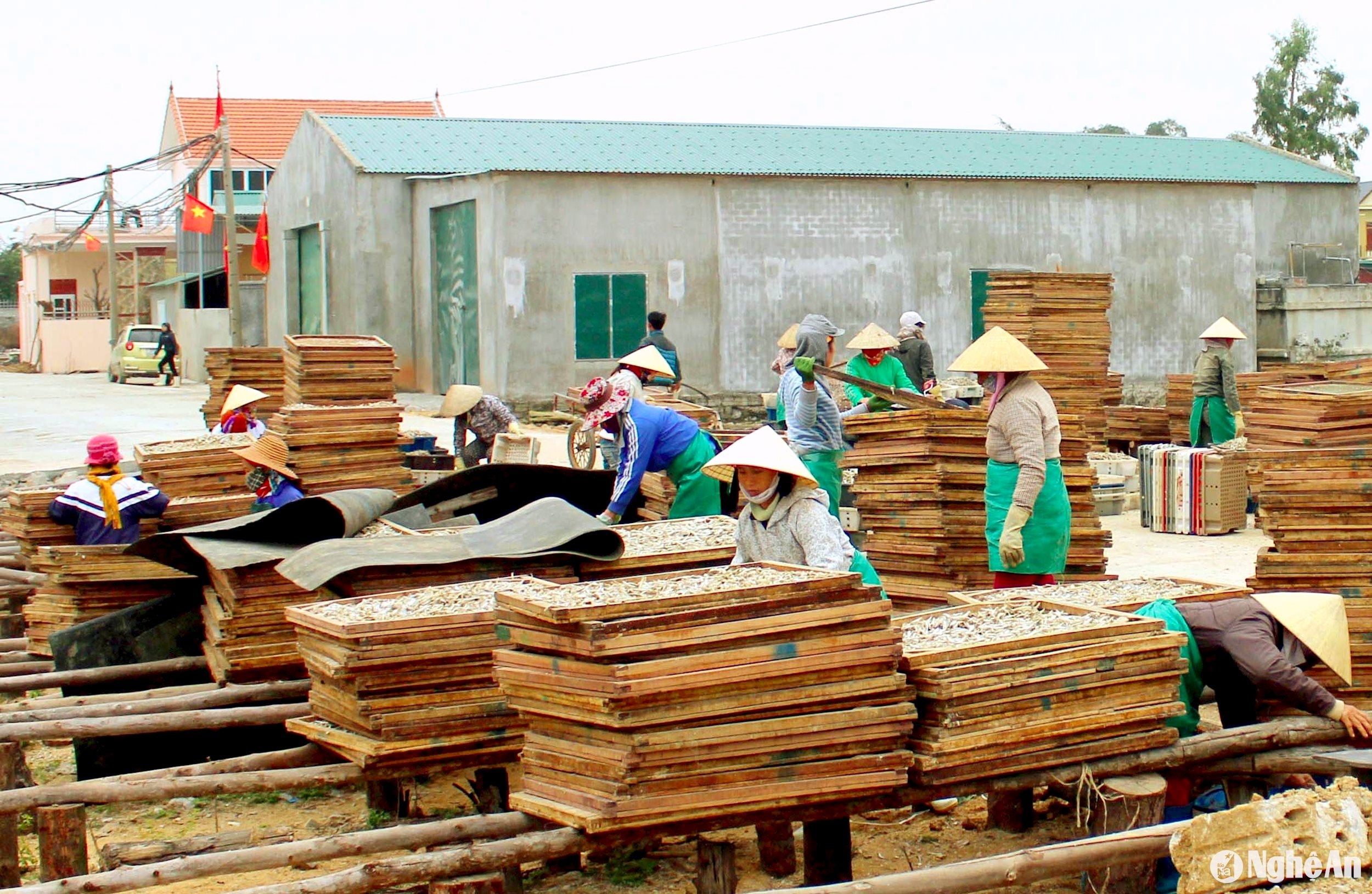 Làng nghề chế biến hải sản ở xã Quỳnh Lập (thị xã Hoàng Mai) tranh thủ phơi cá những ngày đầu năm mới. Ảnh Xuân Hoàng