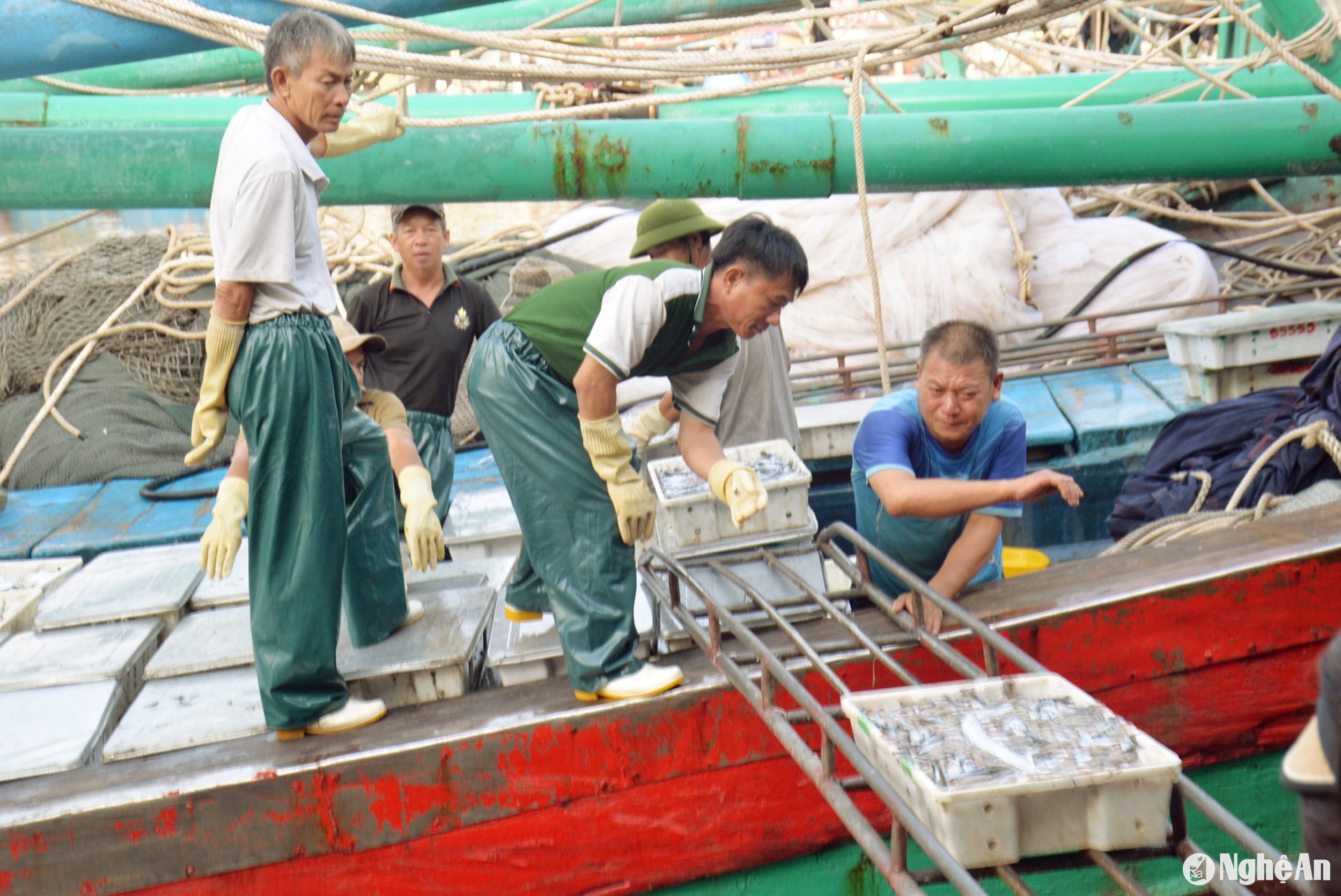 Những ngày đầu năm mới ngư dân huyện Diễn Châu xuống biển đánh bắt được hải sản. Ảnh: Xuân Hoàng