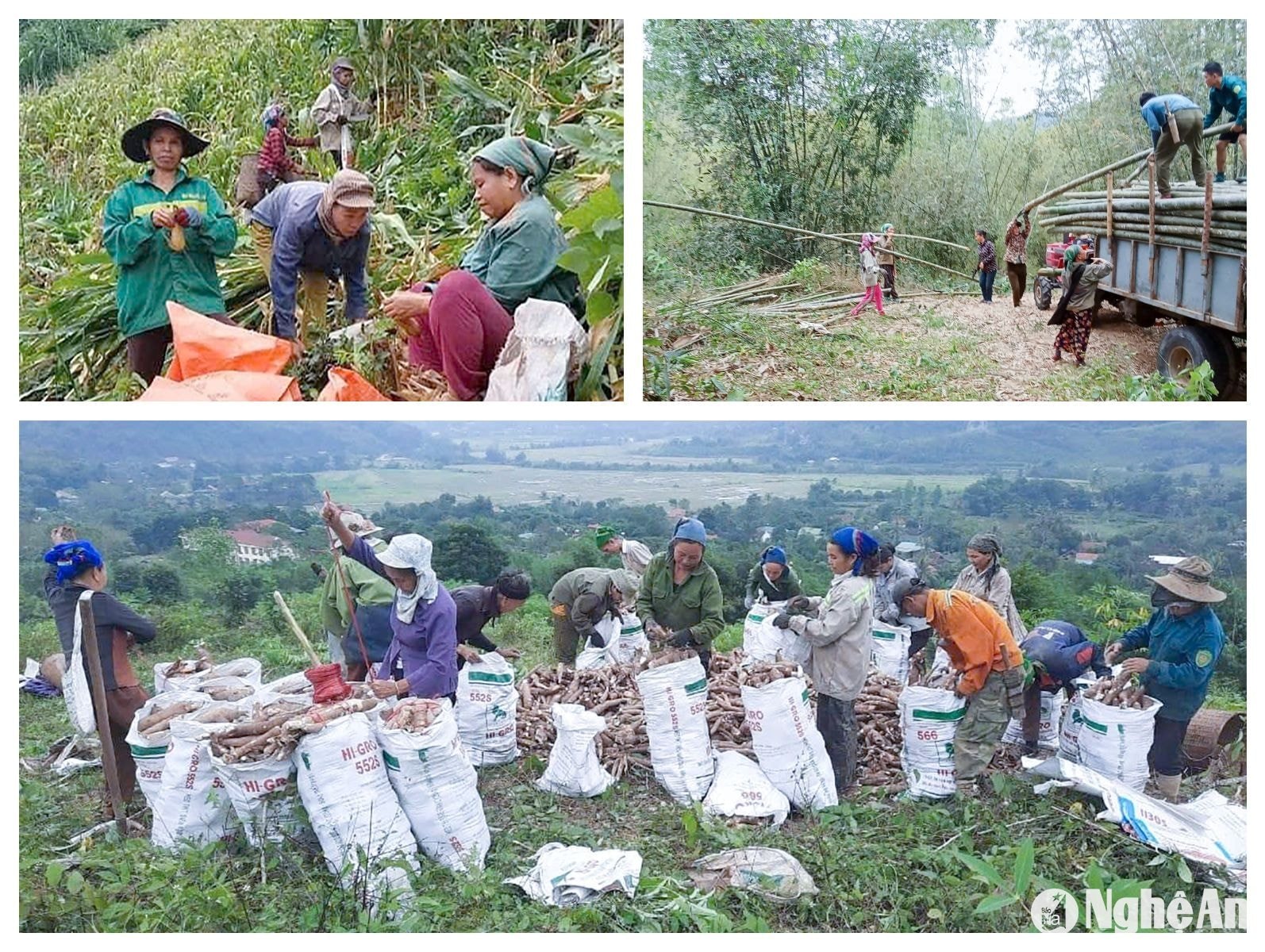  Các mô hình trồng ngô, trồng mét, trồng sắn gây quỹ của Hội Phụ nữ xã Tam Thái, huyện Tương Dương. Ảnh- CSCC