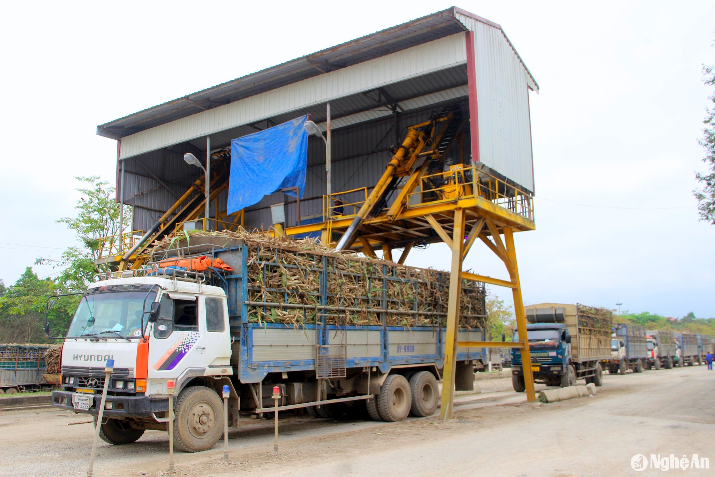 Kiểm tra tạp vật và đo độ đường tại nhà máy mía đường Sông Con huyện Tân Kỳ. Ảnh Quang An