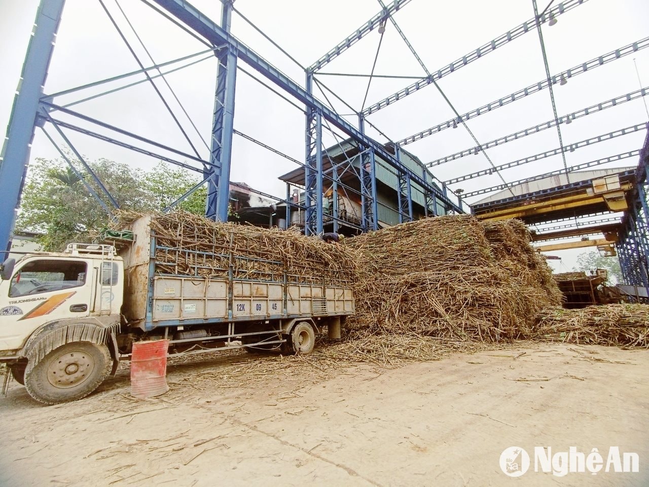 Vận chuyển nguyên liệu vào sản xuất tại nhà máy của Công ty cổ phần Mía đường Sông Con. Ảnh: Xuân Hoàng