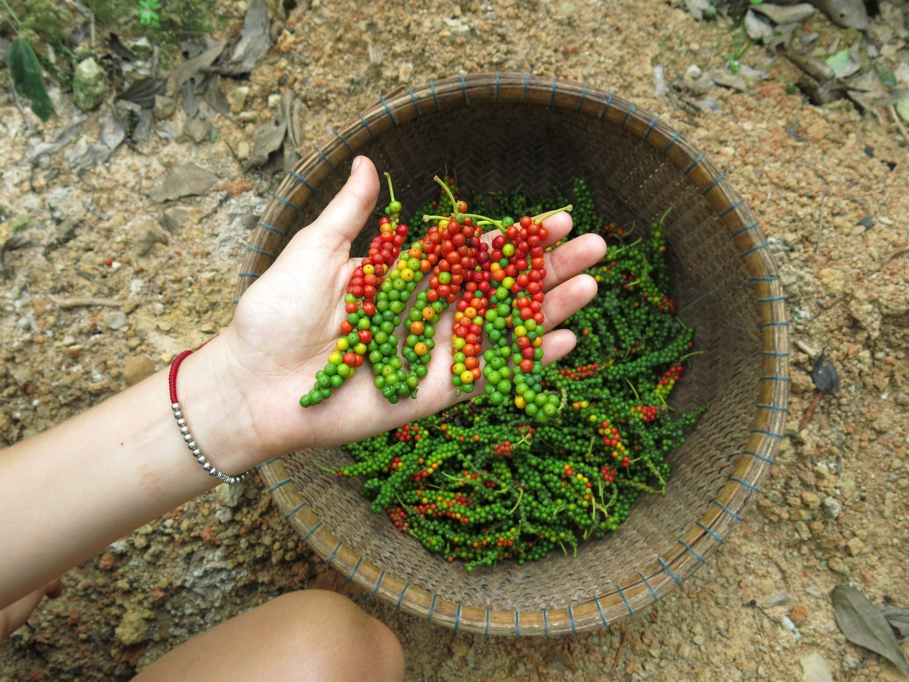 Giá tiêu hôm nay 31/12/2024: Tăng giảm trái chiều, xuất khẩu tiêu sang Trung Quốc tăng trở lại