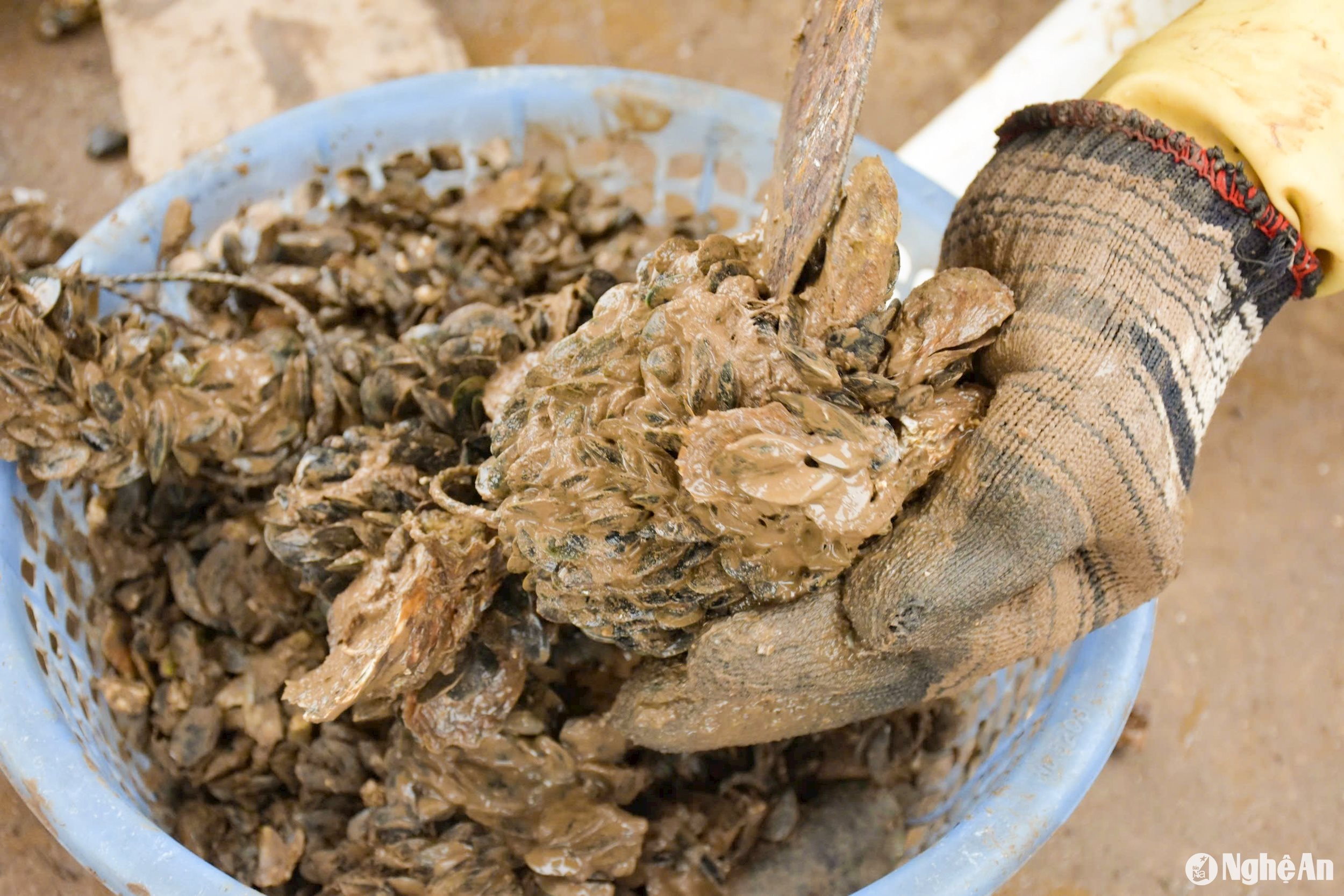 cạy vẹm