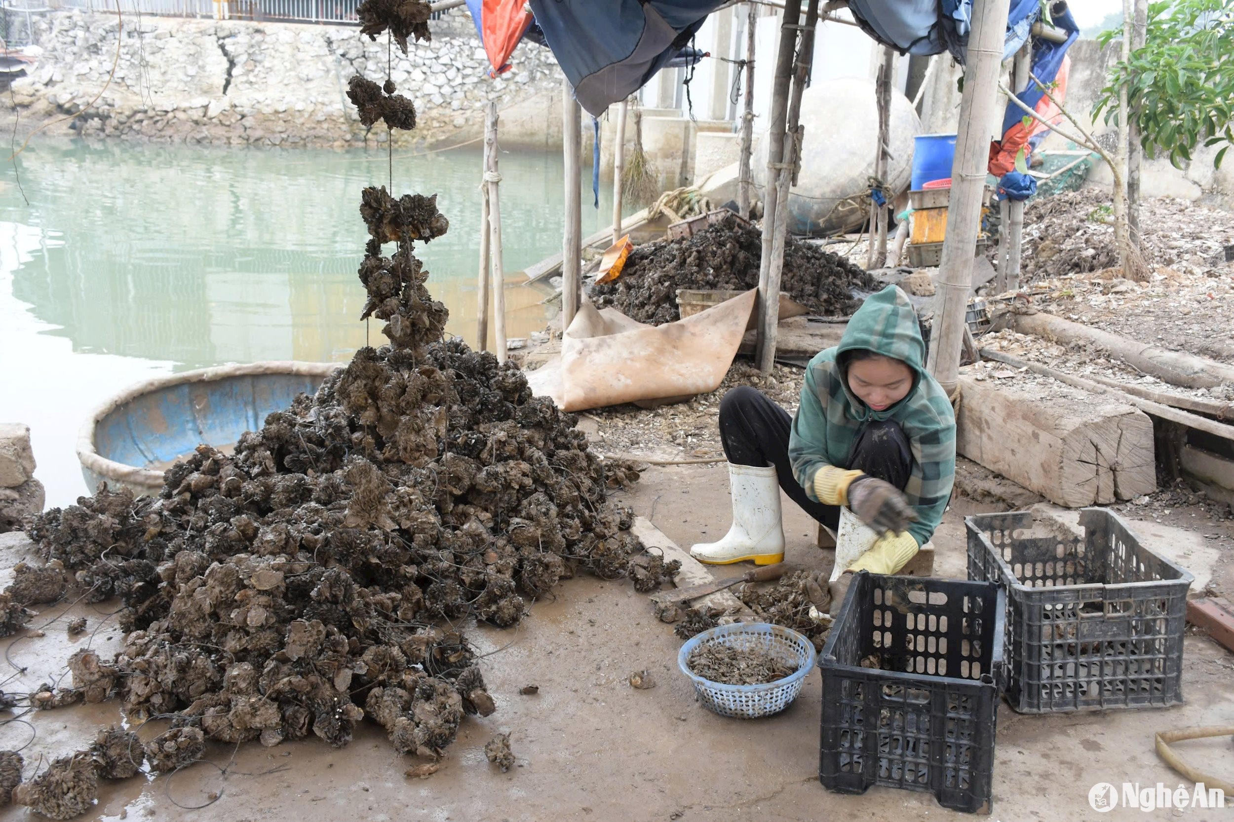 “Trung bình, mỗi bè nuôi hàu sẽ thu thêm được khoảng 1 tấn vẹm đá, với giá vẹm mùa này là 5.000 đồng/kg, 7 bè gia đình tôi có thêm nguồn thu 35 triệu đồng từ vẹm bám ký sinh”, ông Hạnh Thu cho biết.