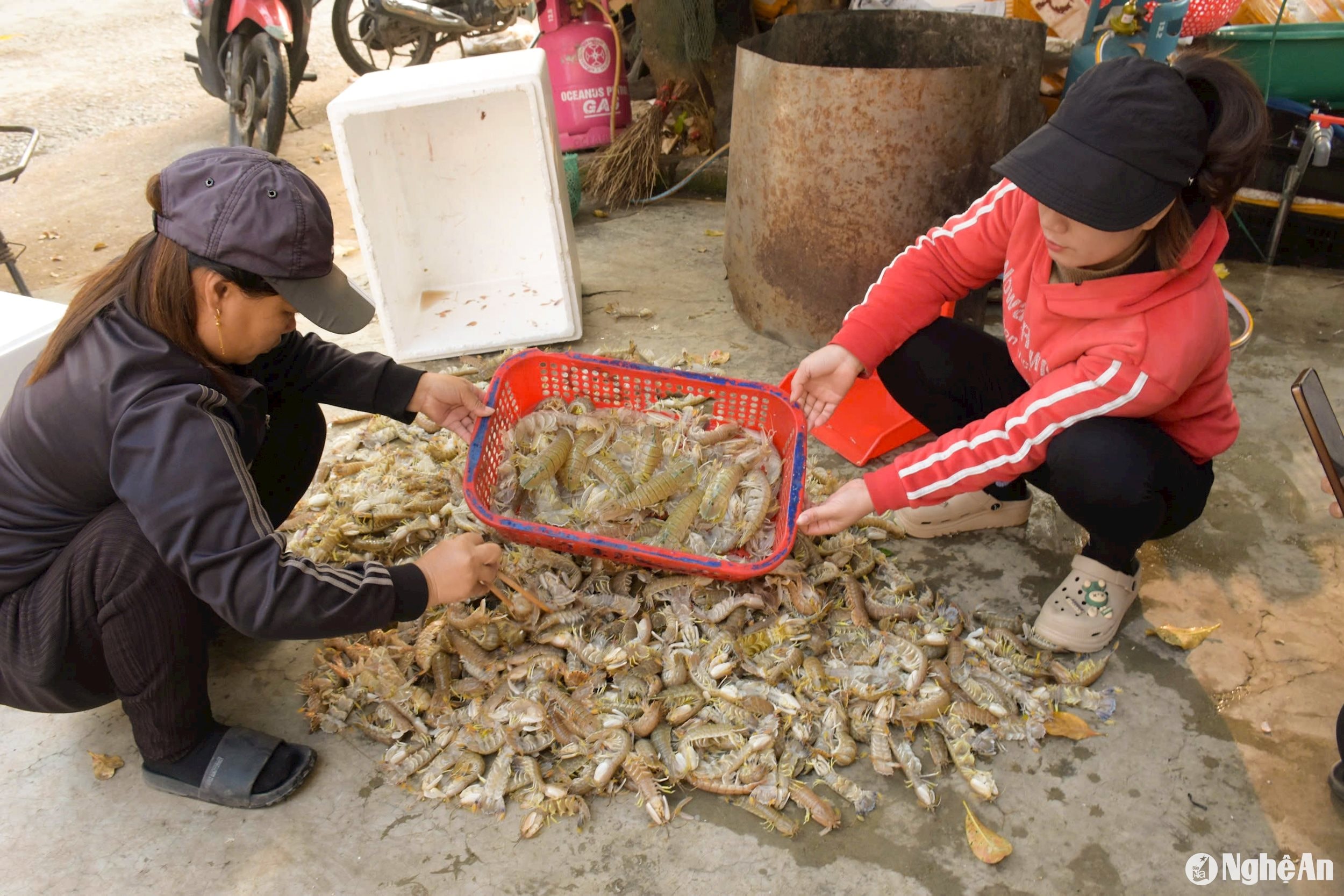 phân loại