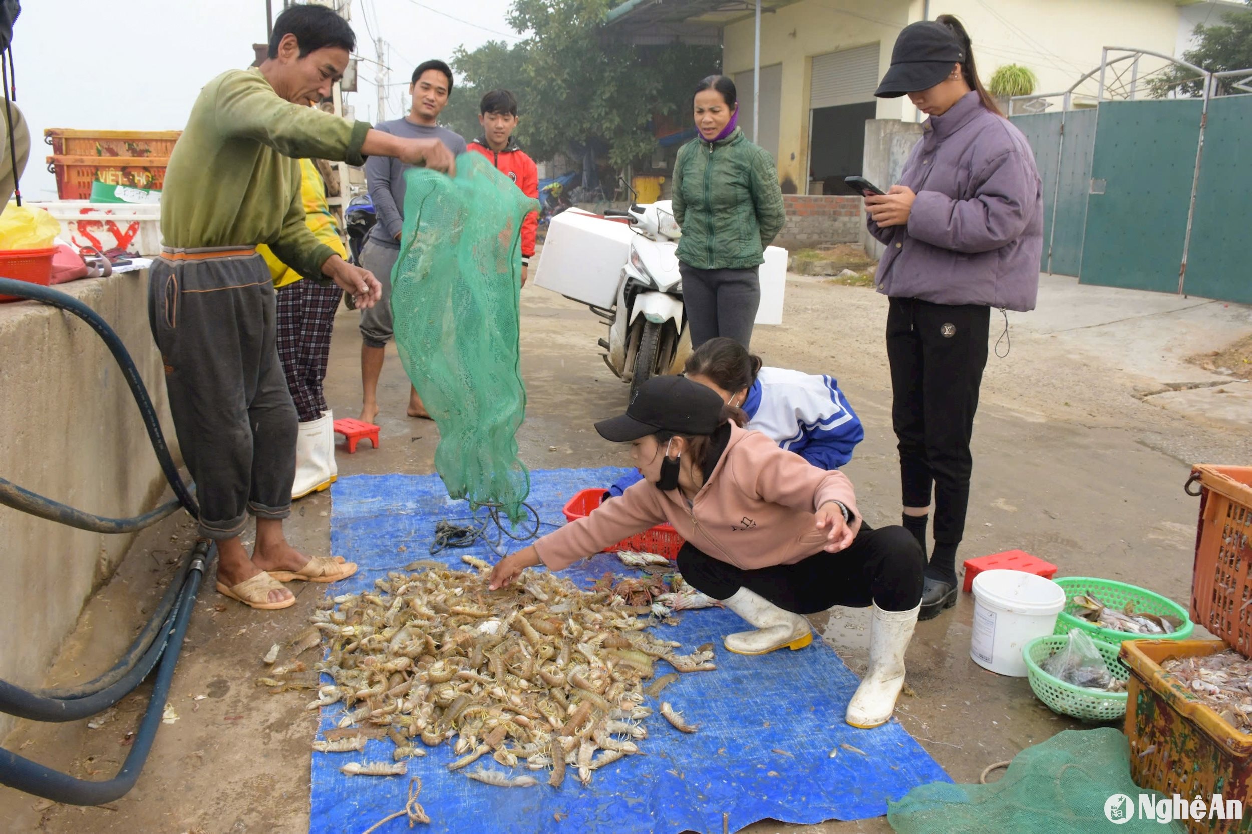 Thời điểm cuối năm là vào vụ chính đánh bắt tôm tít. Thời tiết lạnh, sương mù kèm theo gió thì tôm tít xuất hiện nhiều. Ảnh: T.P