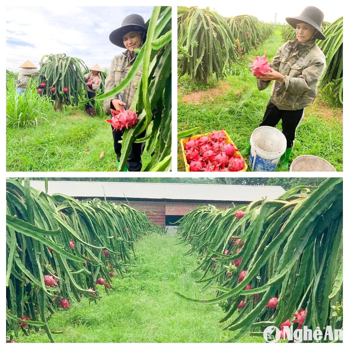 Thanh long ruột đỏ - sản phẩm 3 sao OCOP của trang trại ở Quỳnh Tam, Quỳnh Lưu cũng đang tất bật thu hoạch cho các đơn hàng lớn dịp cuối năm. Ảnh: T.P