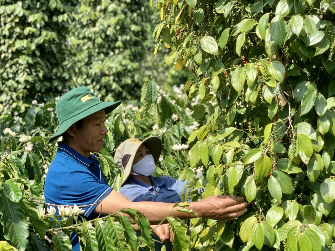 Giá tiêu hôm nay 8/1/2025: Tăng mạnh, giá tiêu quốc tế tăng tiếp ở Indonesia