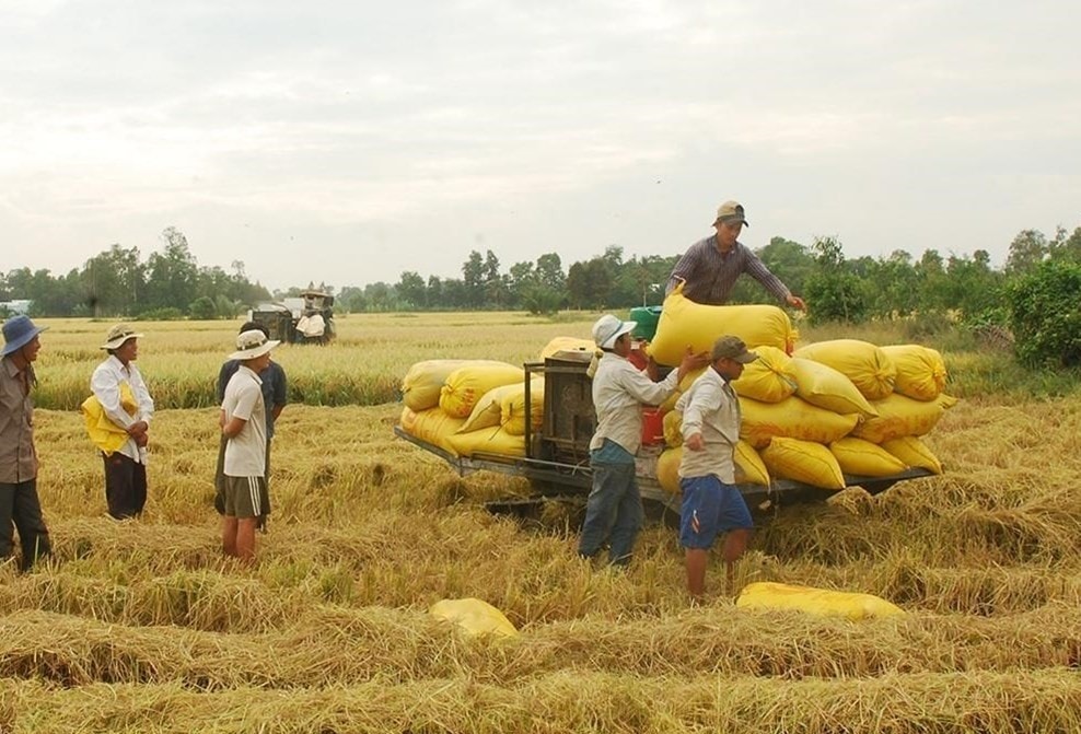 Giá lúa gạo hôm nay 10/1/2025: Giá gạo tăng mạnh, Trung Quốc tăng mua