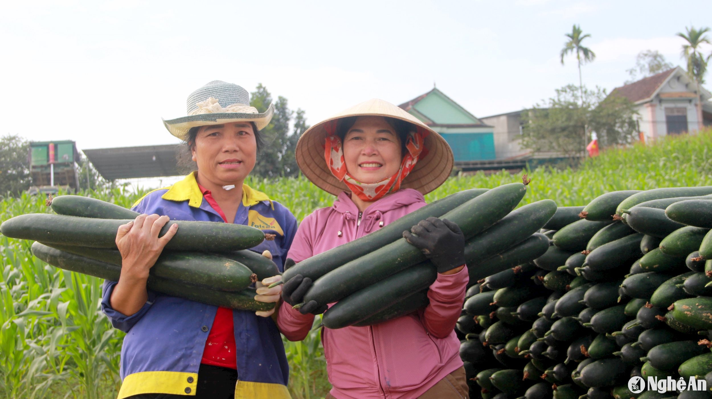 Người dân xã Cẩm Sơn, huyện Anh Sơn phấn khởi vì bí xanh được mùa, được giá dịp cận Tết. Ảnh: Quang An