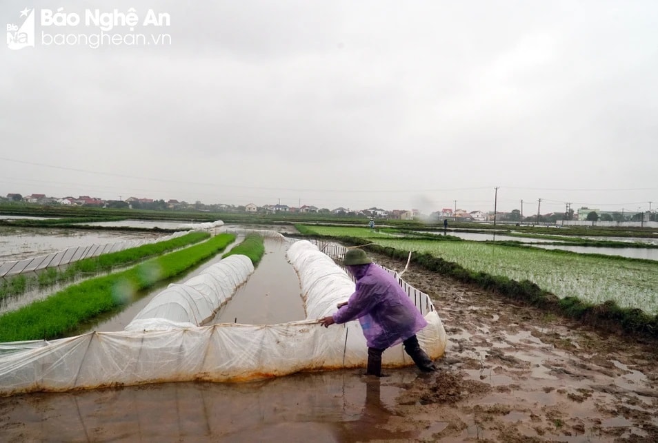 nghệ an