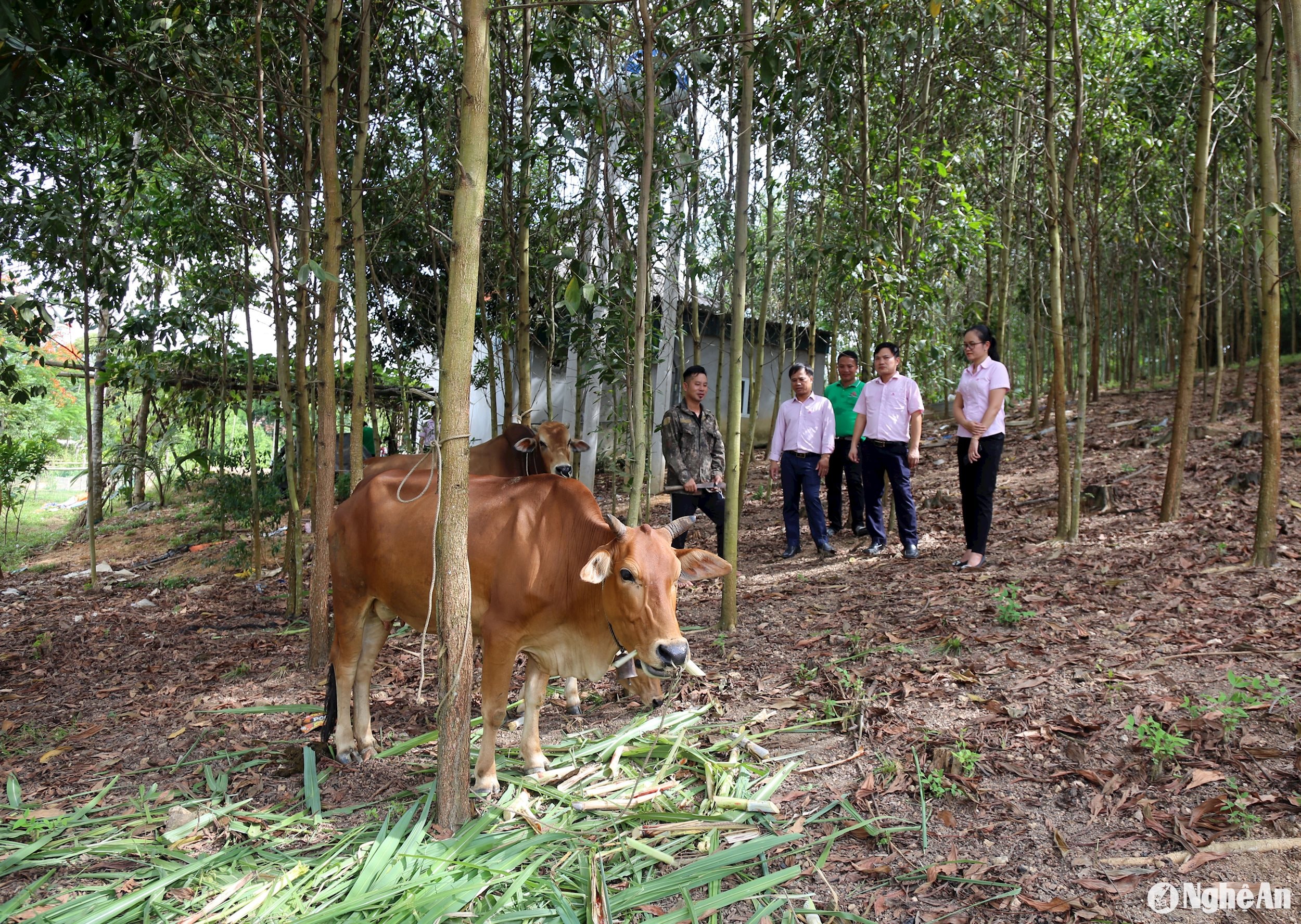 Trang trại anh Lô Văn Môn ở Châu Khê, Con Cuông ảnh Thu Huyền