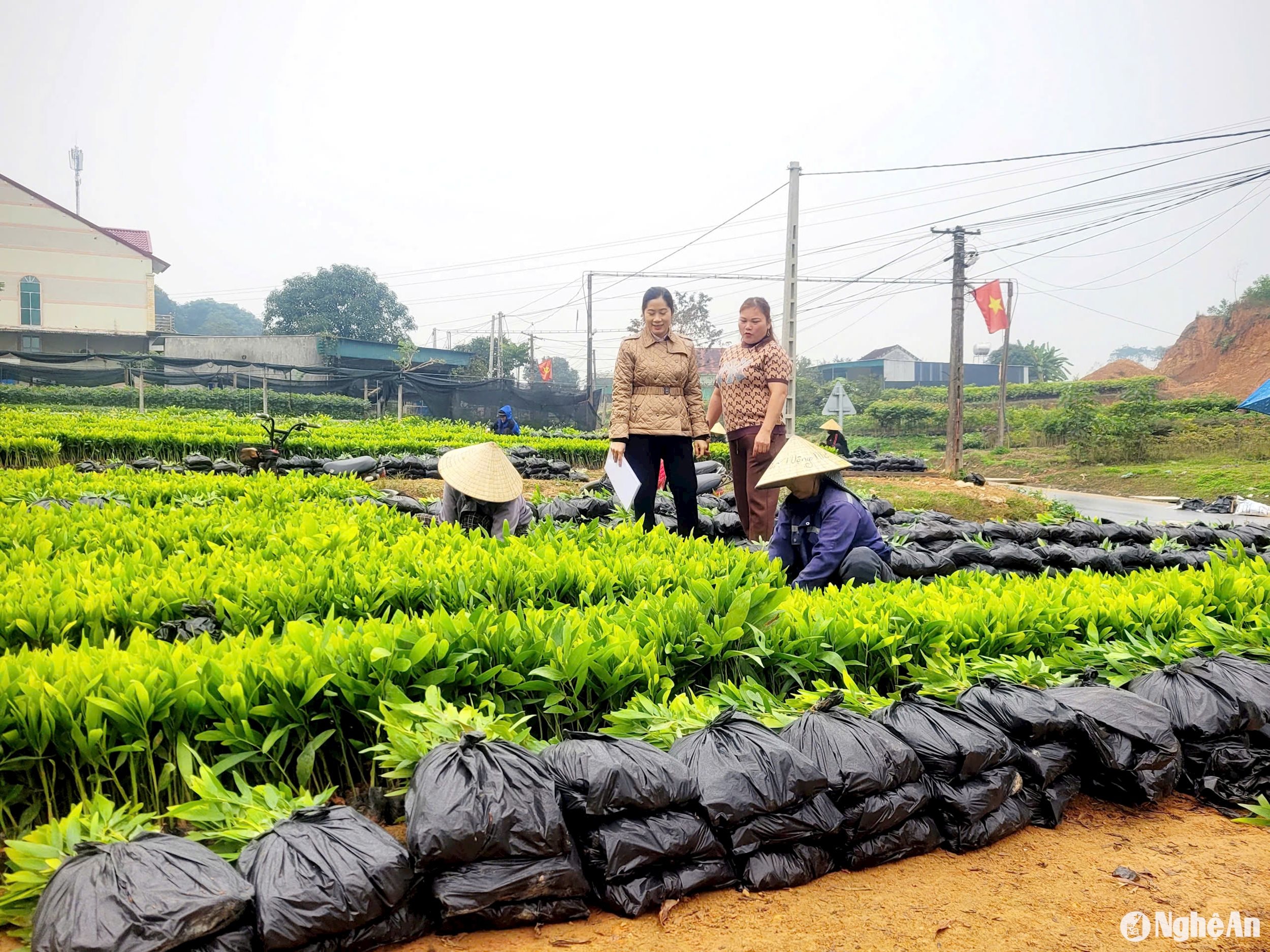 trồng keo giống ở tân hương, Tân Kỳ