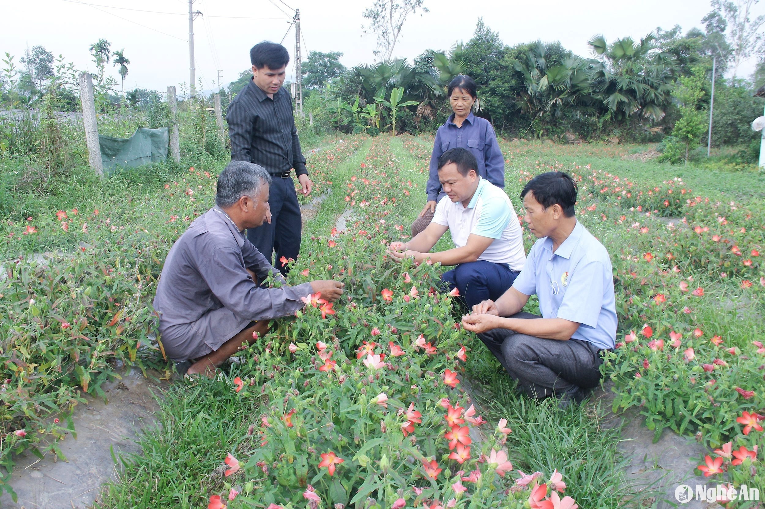  Cây sâm Thổ Hào là một cây trồng mới được khôi phục trồng đem lại giá trị ở huyện Thanh Chương. Ảnh- Mai Hoa