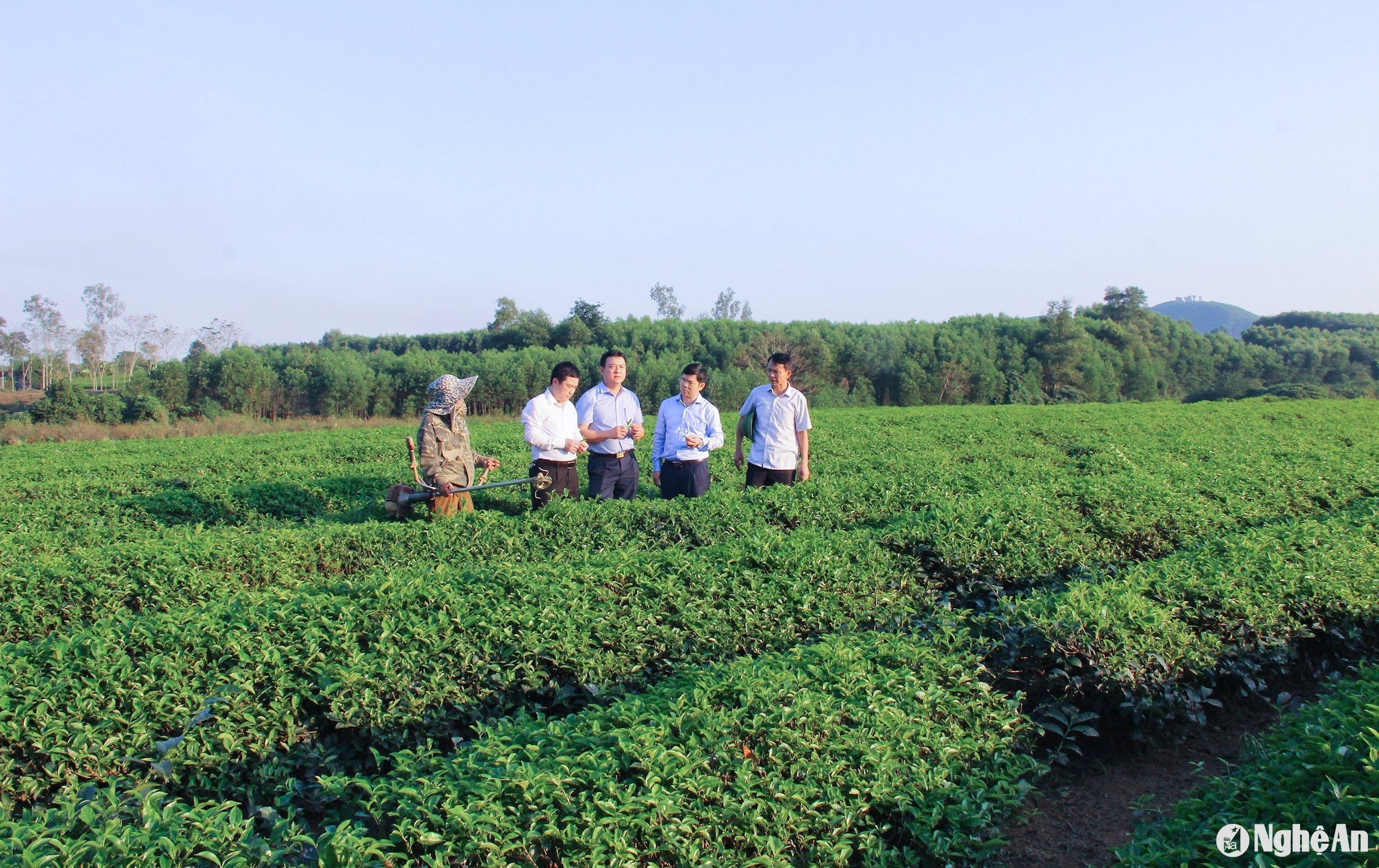  Huỵện Thanh Chương hiện có hơn 4.800 ha chè được định hướng chuyển sang sản xuất hữu cơ. Ảnh- Mai Hoa