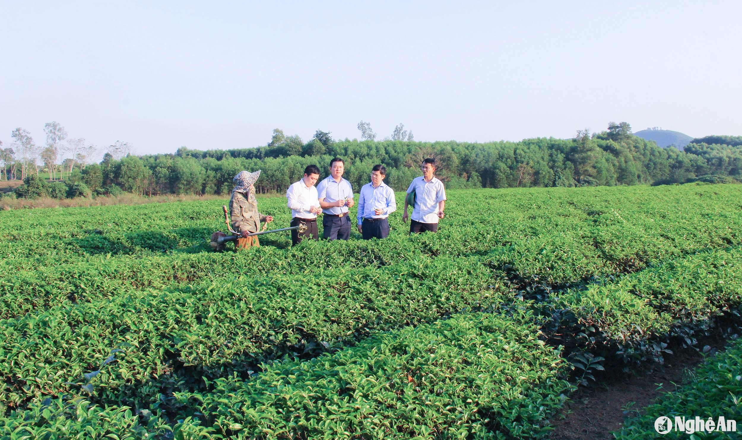 Lãnh đạo huyện Thanh Chương và xã Thanh Hương (Thanh Chương) tìm hiểu điều kiện sản xuất chè của người dân.