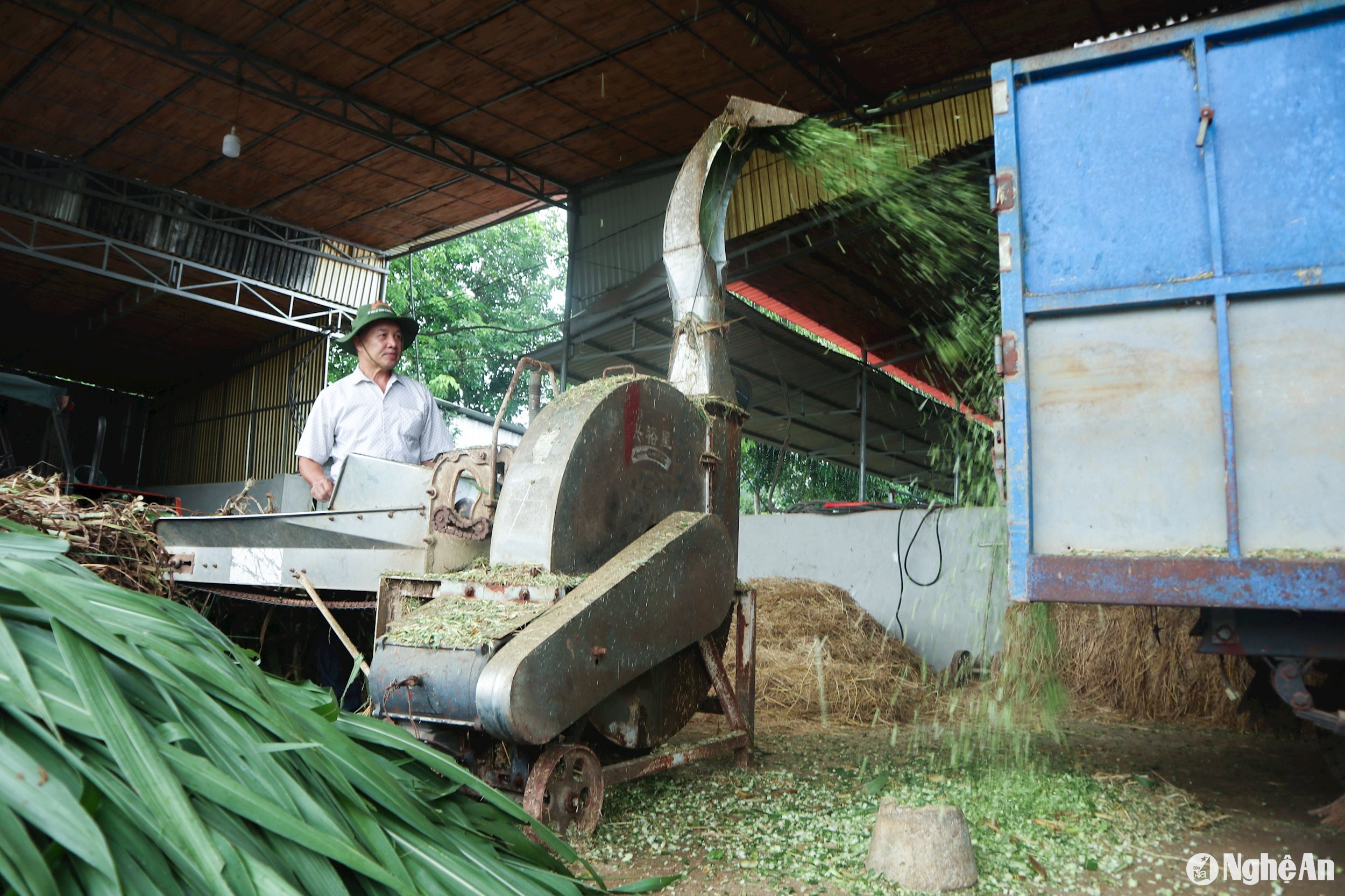 cỏ chăn nuôi