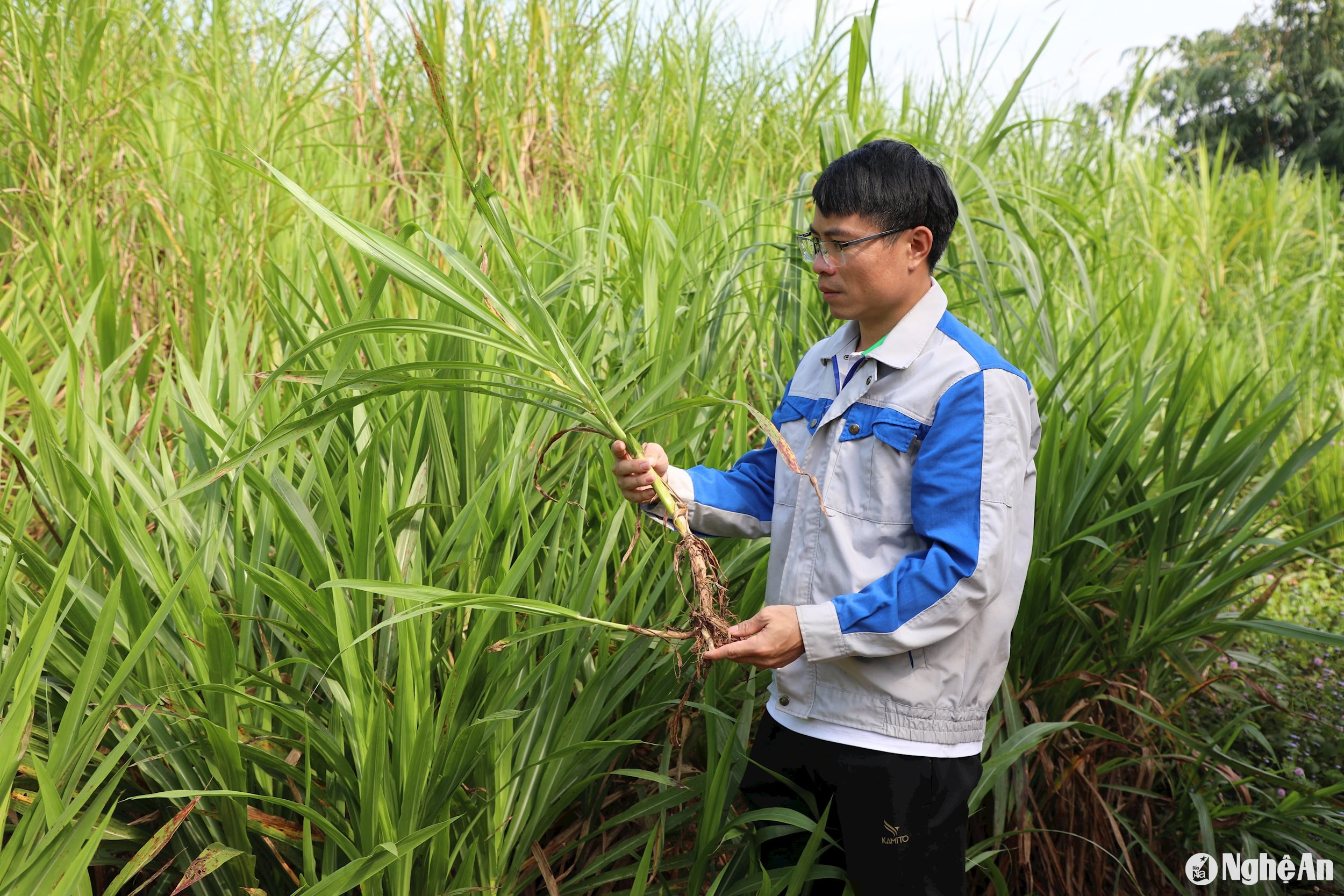 hà văn hải