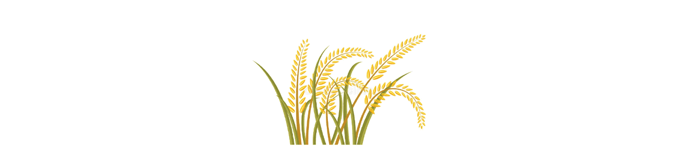 rice.png