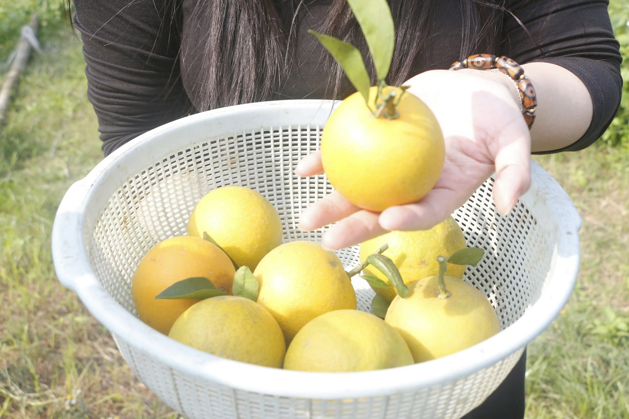 Những quả cam mọng nước dùng để ngâm rượu. Ảnh: Phú Hương